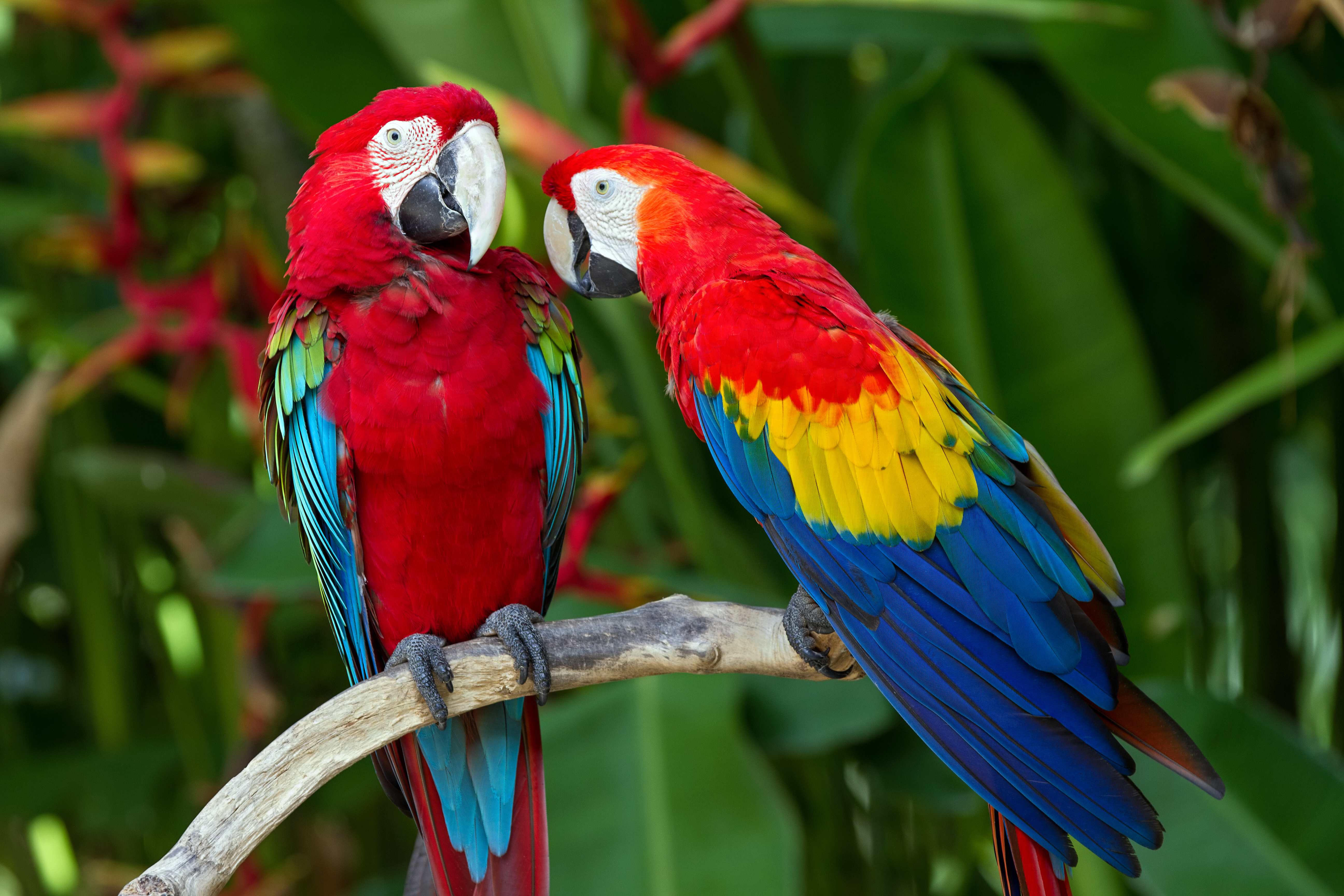 Parrot Scarlet Macaw Red And Green Macaw Bird 5184x3456