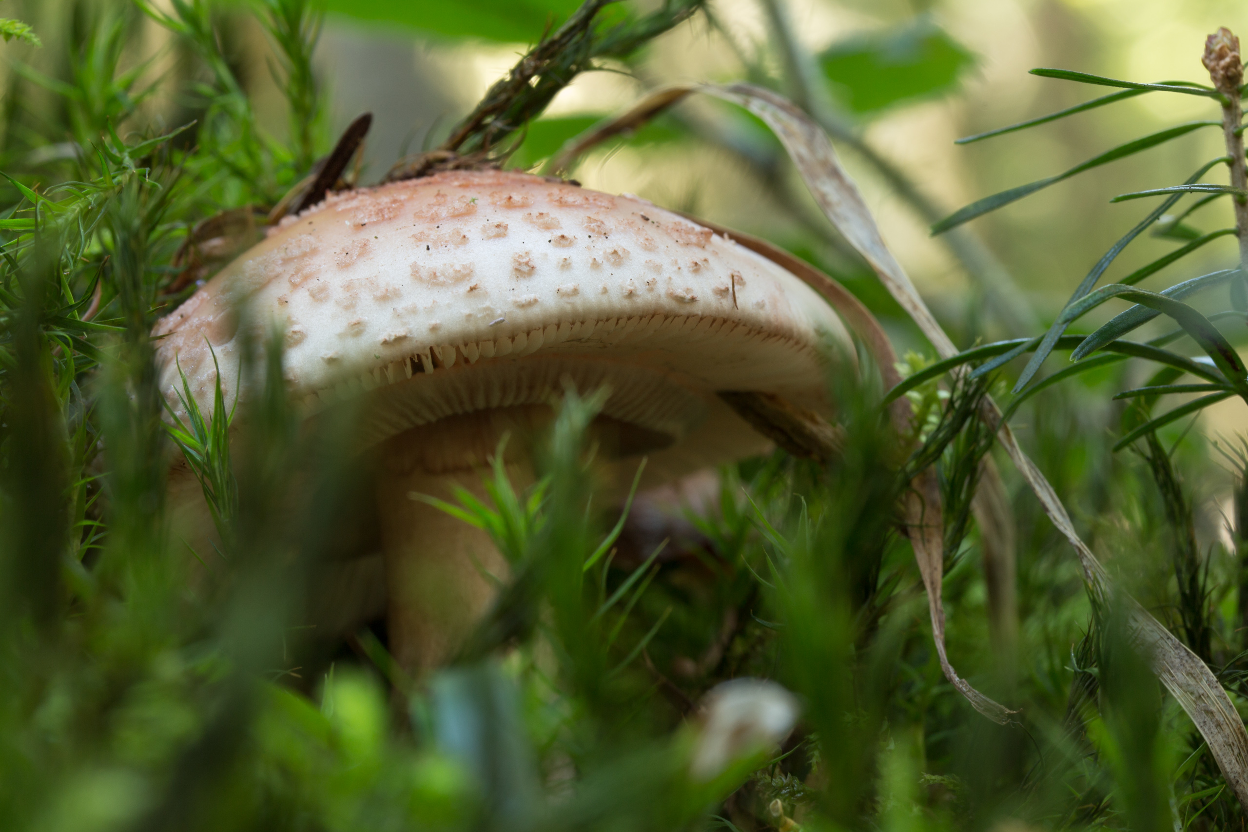 Mushroom Forest Nature Moss Fall Fungus Leaves 2560x1707