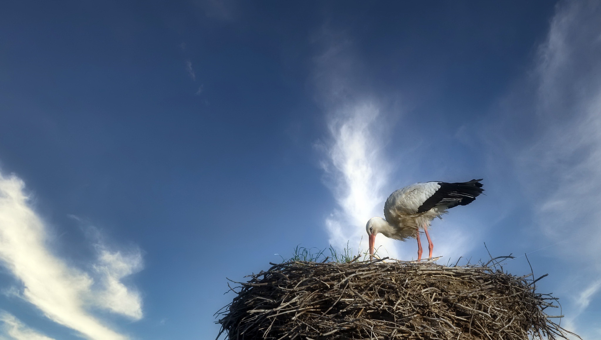 Sky Blue Stork Birds Nests Animals 2048x1158