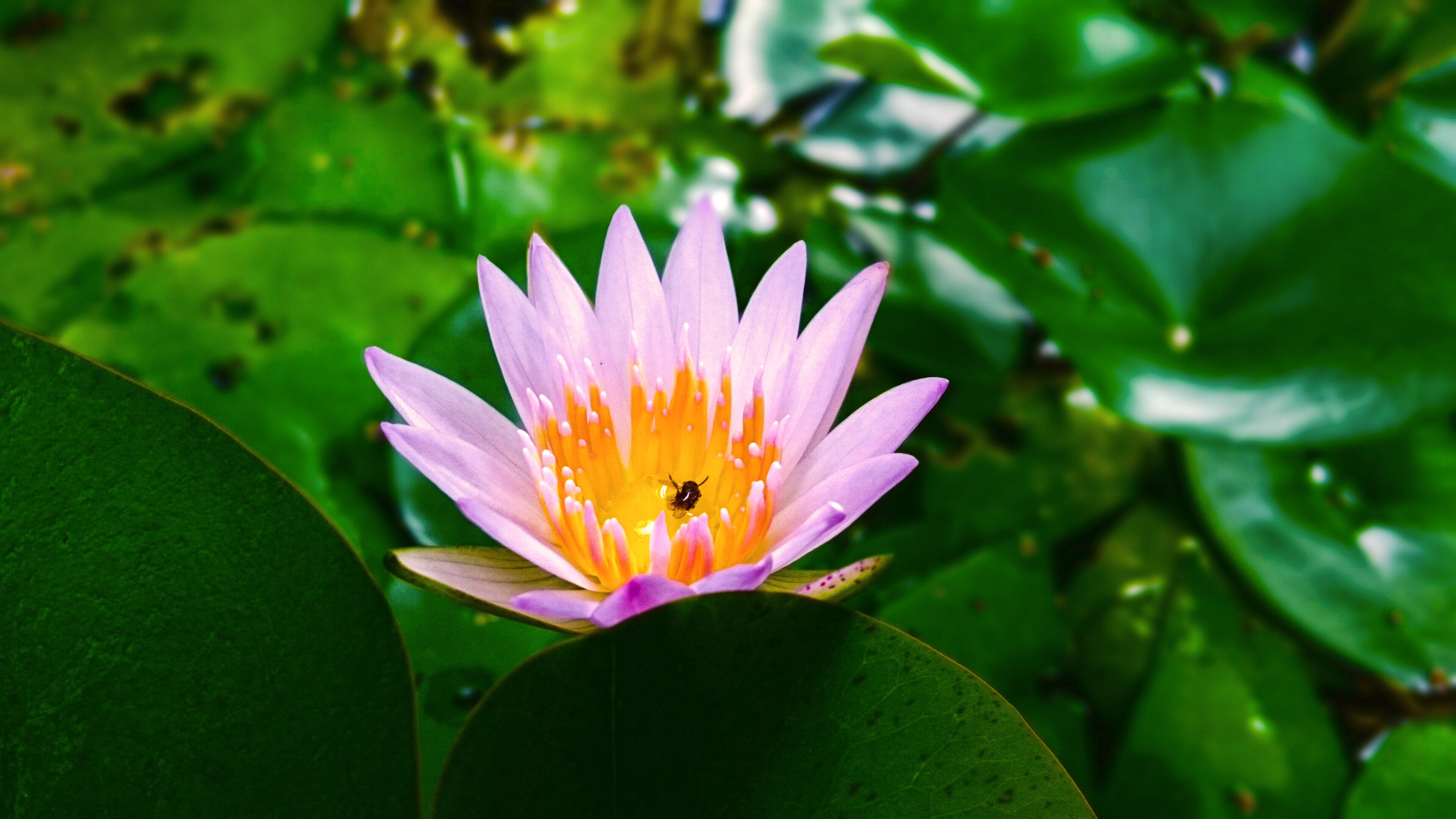 Nature Lotus Flowers Grass 3840x2160