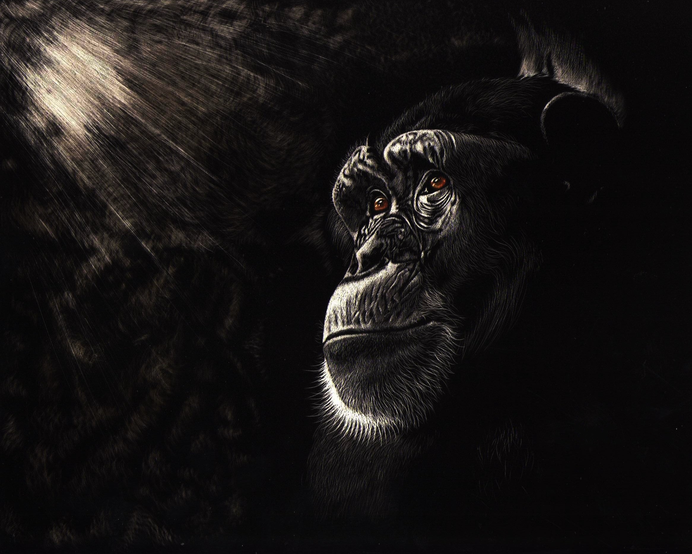 Chimpanzee Monkey Primate Artistic 2332x1866