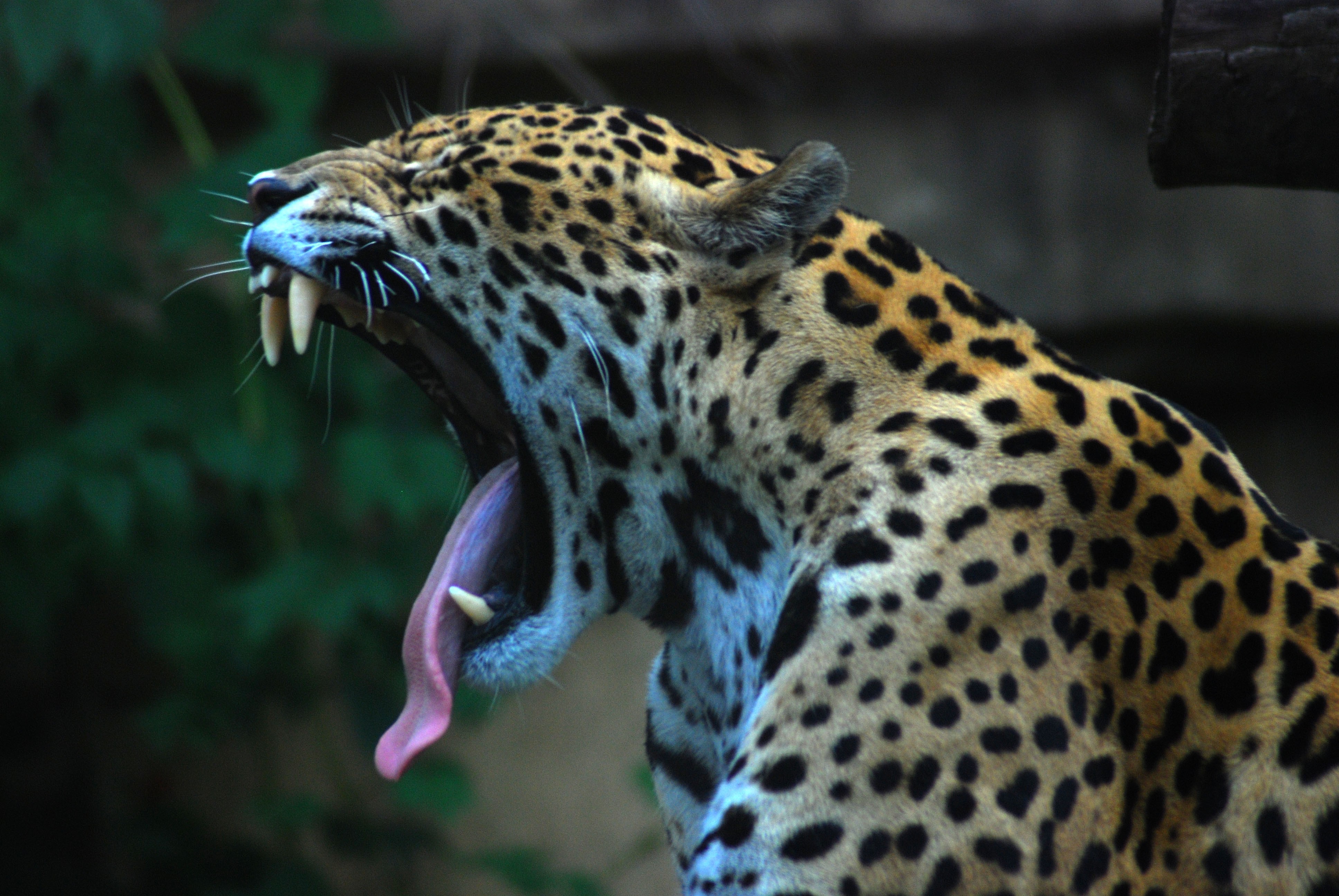 Animals Nature Yawning 3872x2592