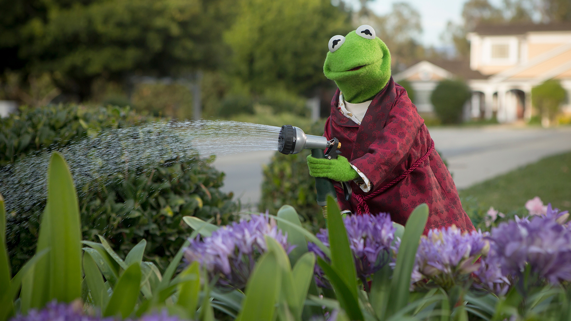 Kermit The Frog Flowers Sesame Street The Muppets 1920x1080