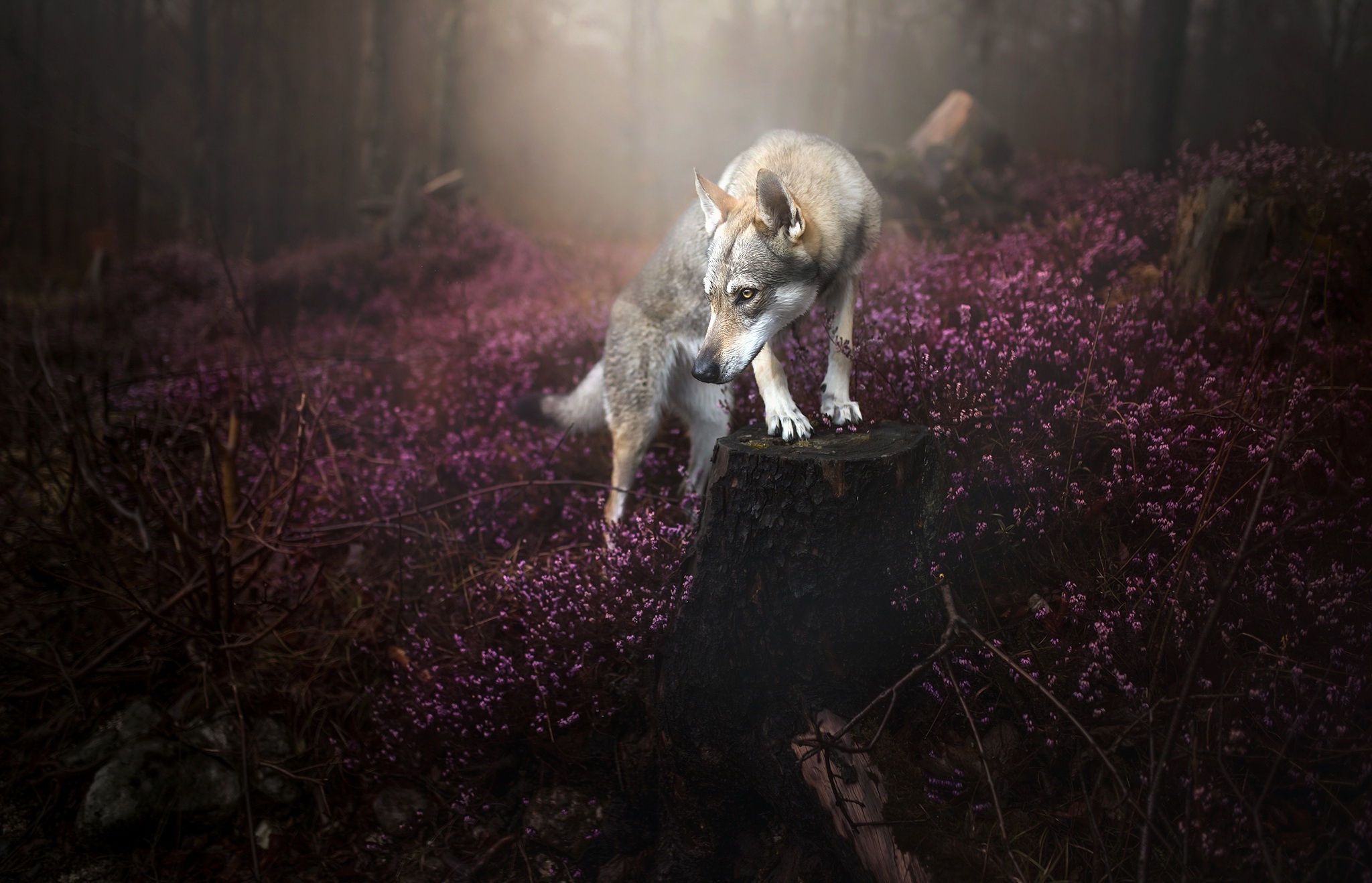 Dog Nature Flower Fog Wolfdog 2048x1318