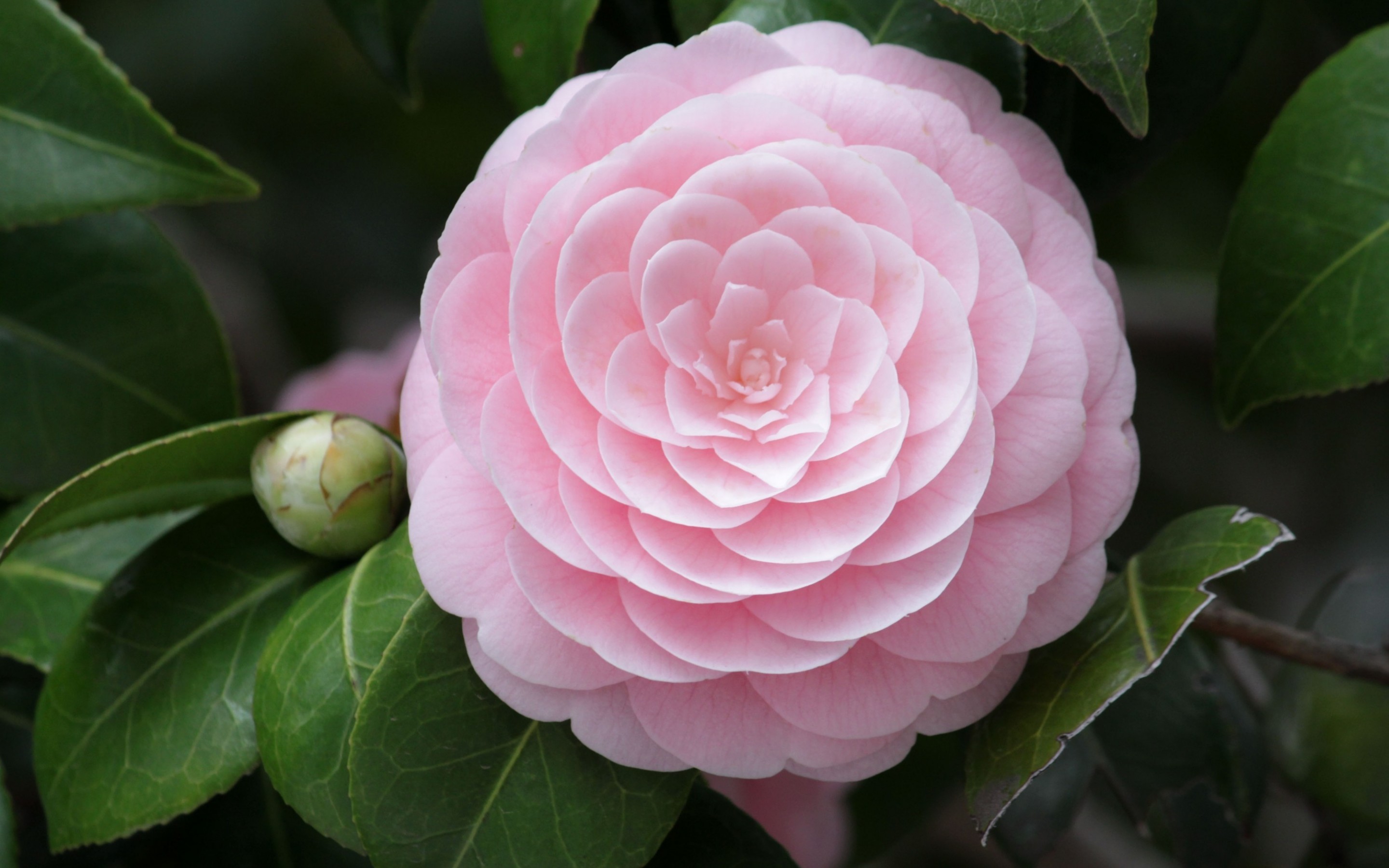 Flower Camellia Pink Flower 2880x1800