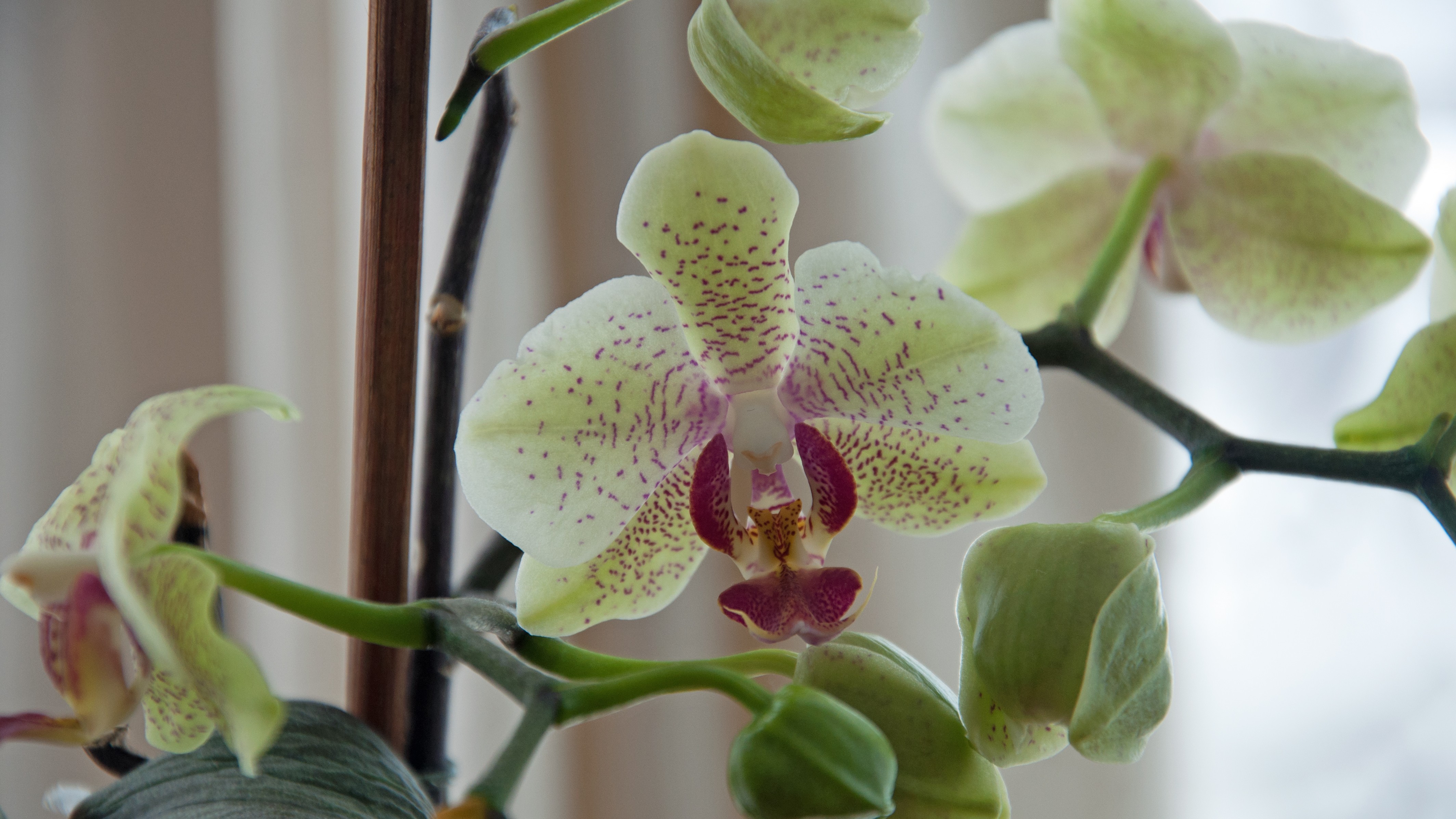 Orchids Flowers Plants Indoors 4256x2394