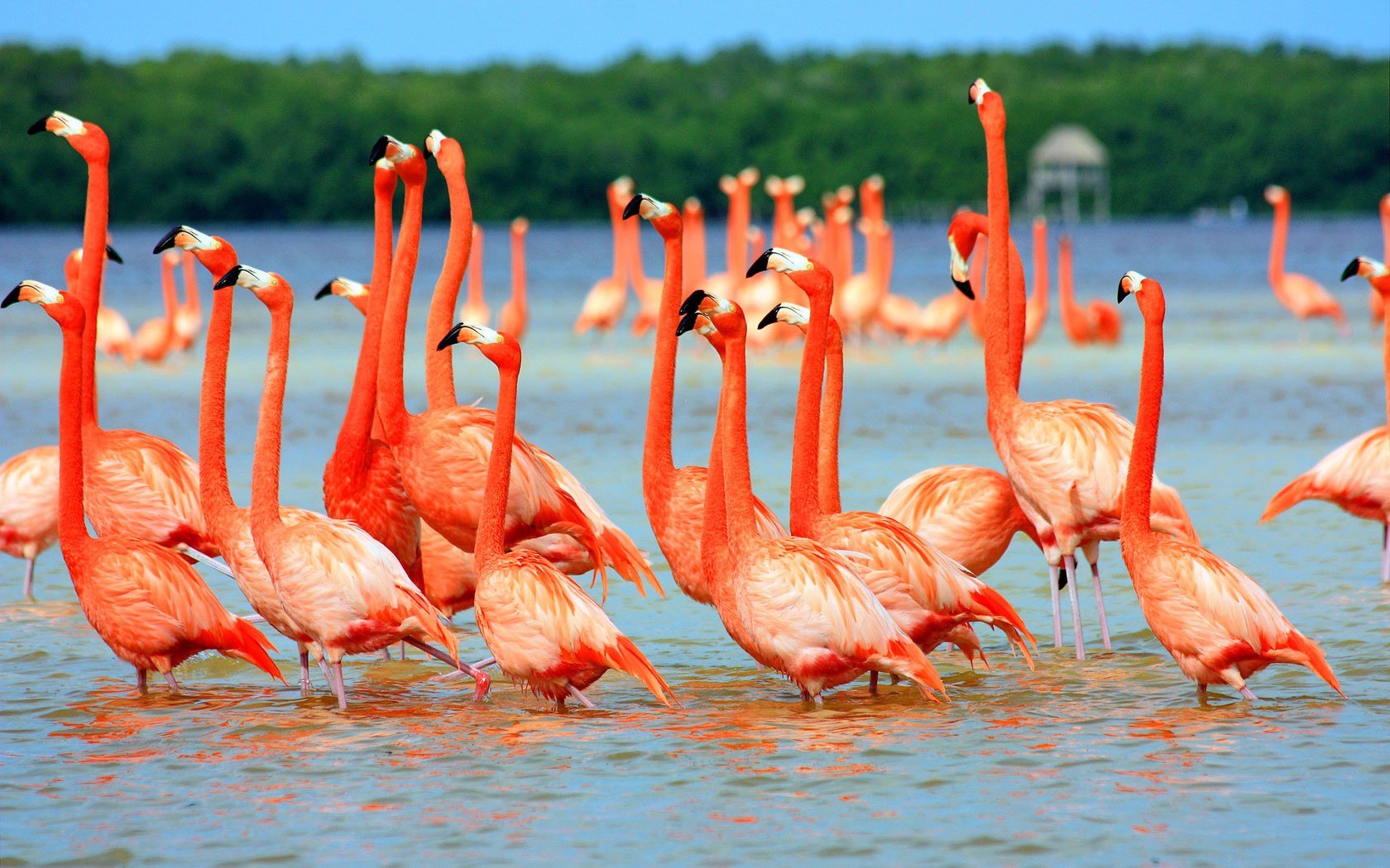 Animals Flamingos Lake Nature Birds 1680x1050