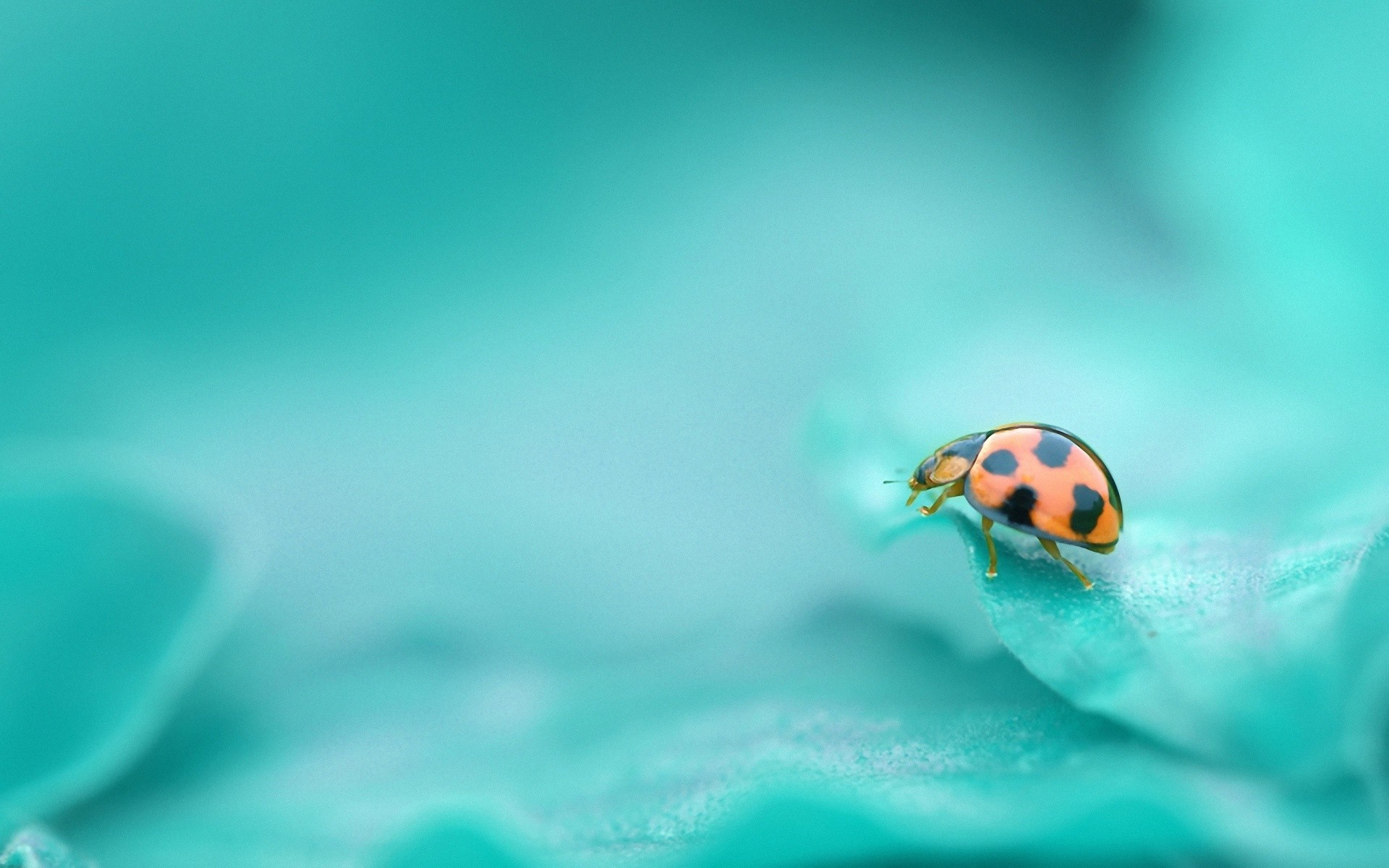Leaves Ladybugs Animals Insect Cyan 1920x1200
