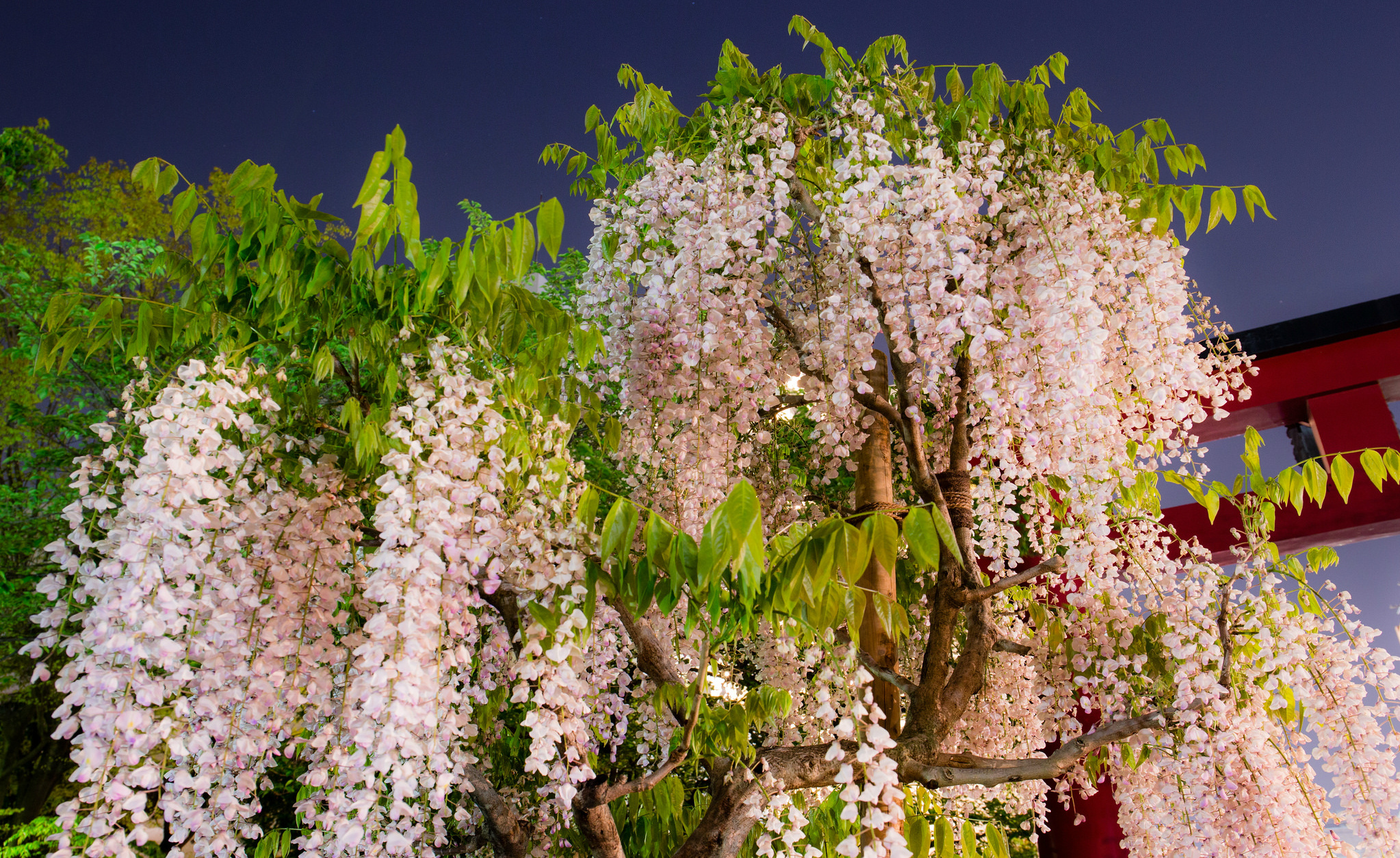 Earth Wisteria Tree Flower Pink Flower 2046x1254