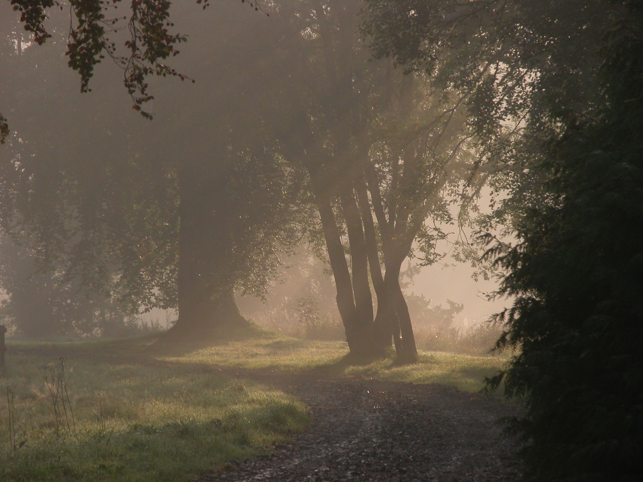 Forest Fog Path 2560x1920