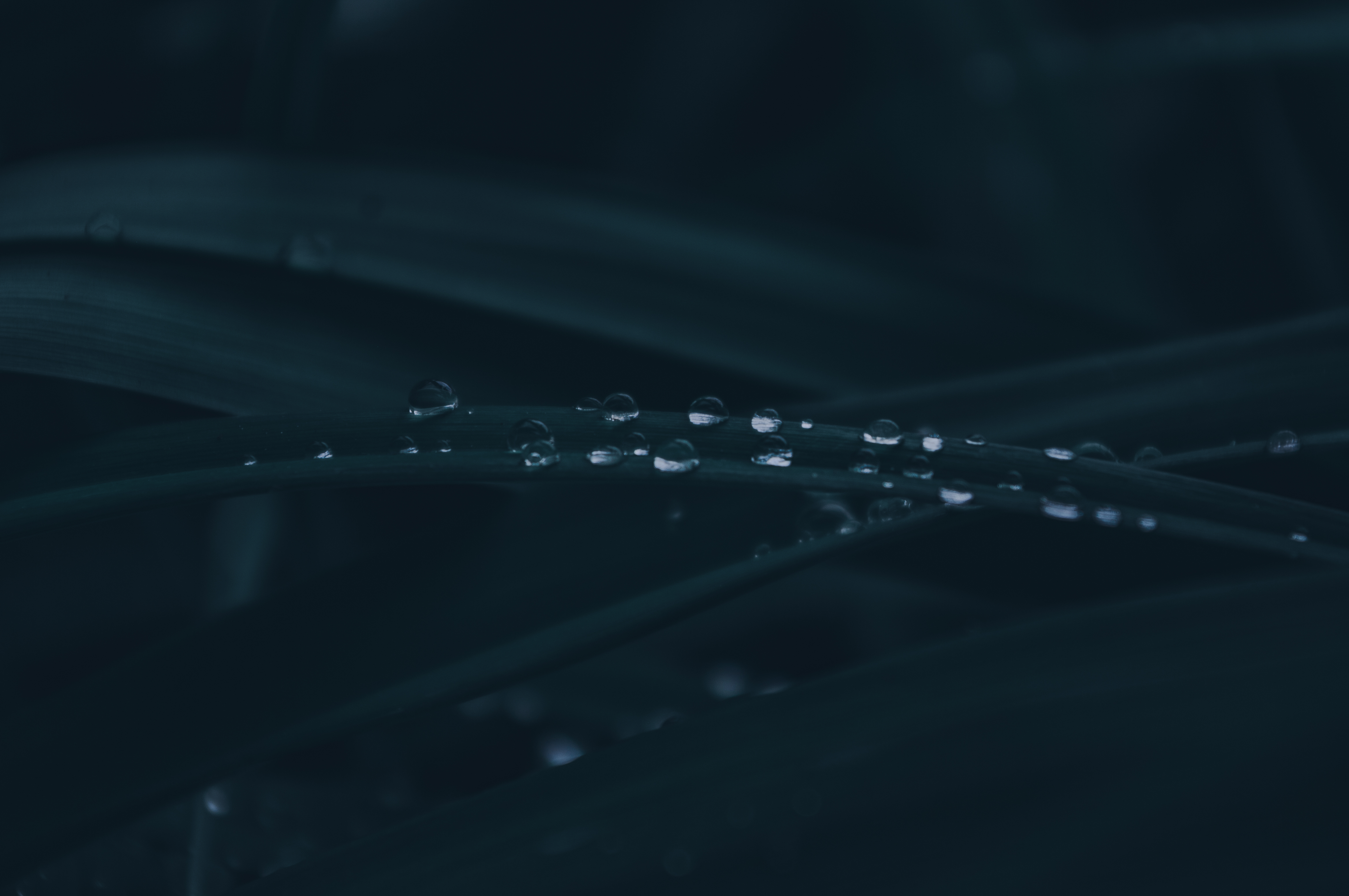 Water Drops Dark Emotion Leaves Storm Rain 4672x3104