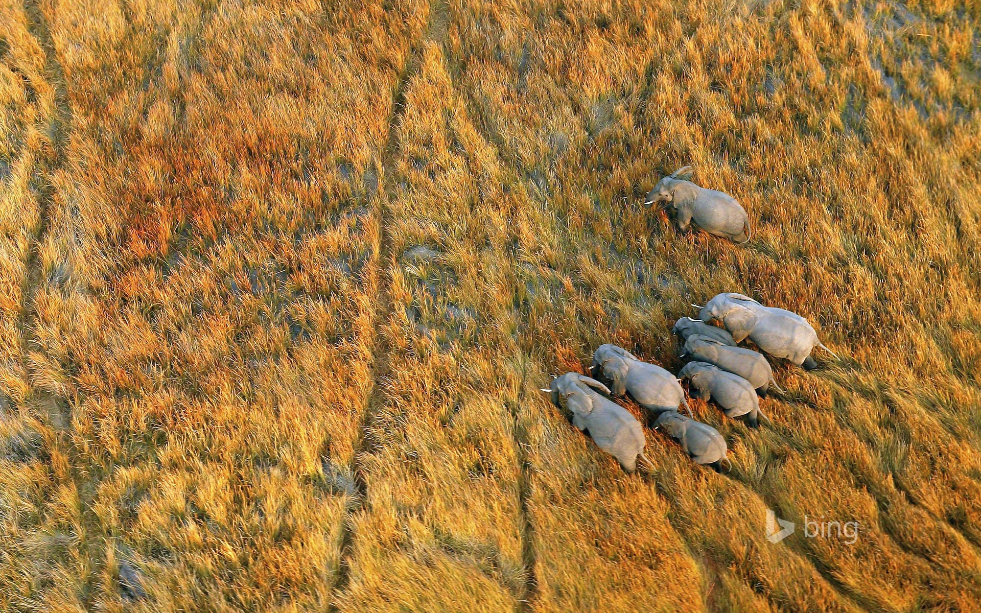 Nature Landscape Plains Animals Wildlife Elephant Aerial View Botswana Birds Eye View Bing 1920x1200