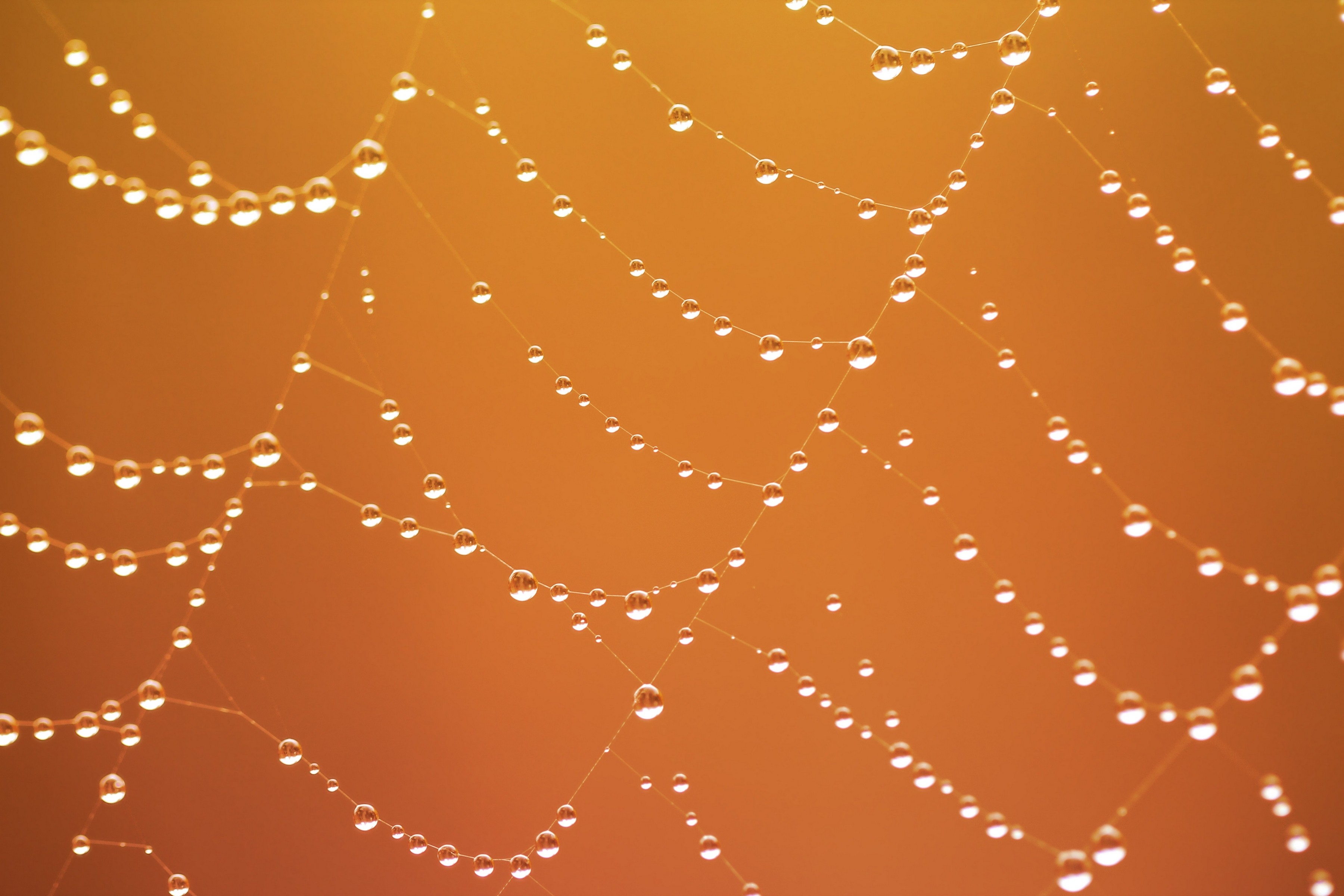 Macro Nets Water Drops Orange 3600x2400