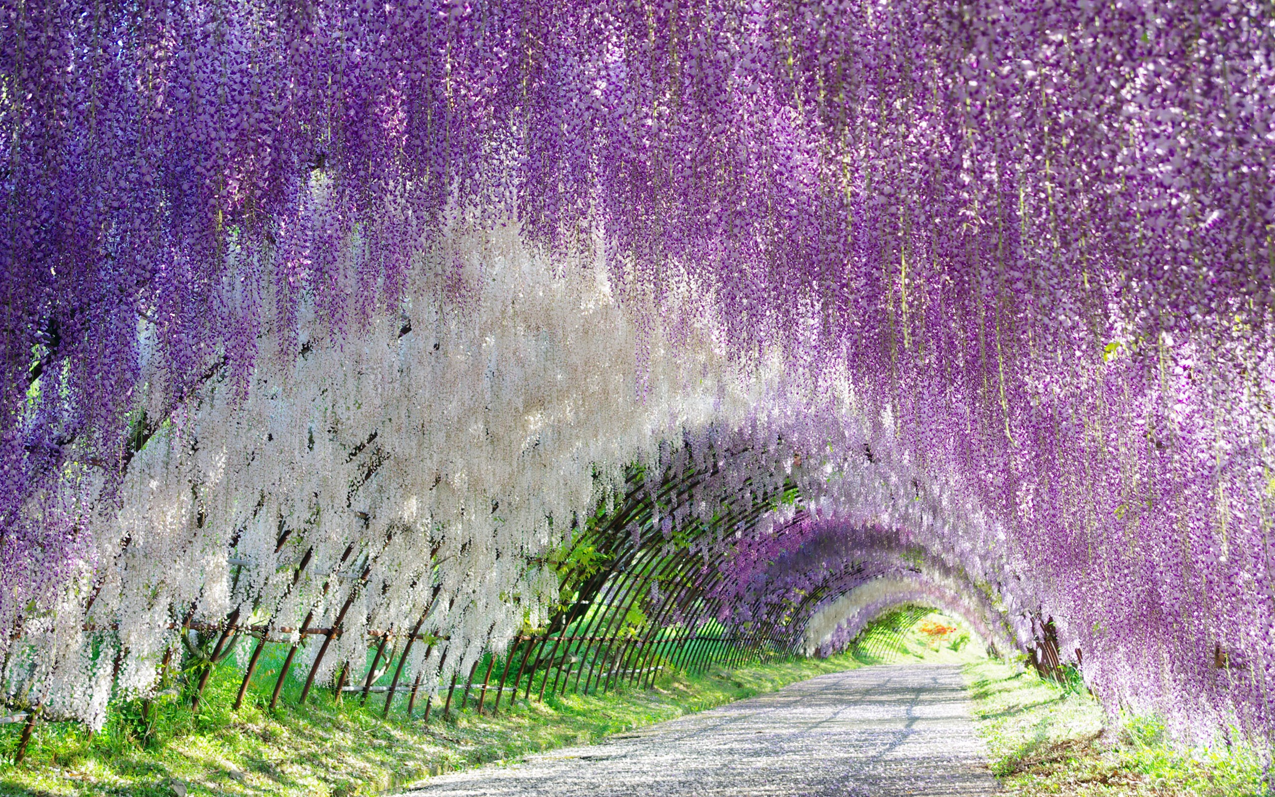 Earth Flower Wisteria Tunnel White Flower Purple Flower 2560x1600