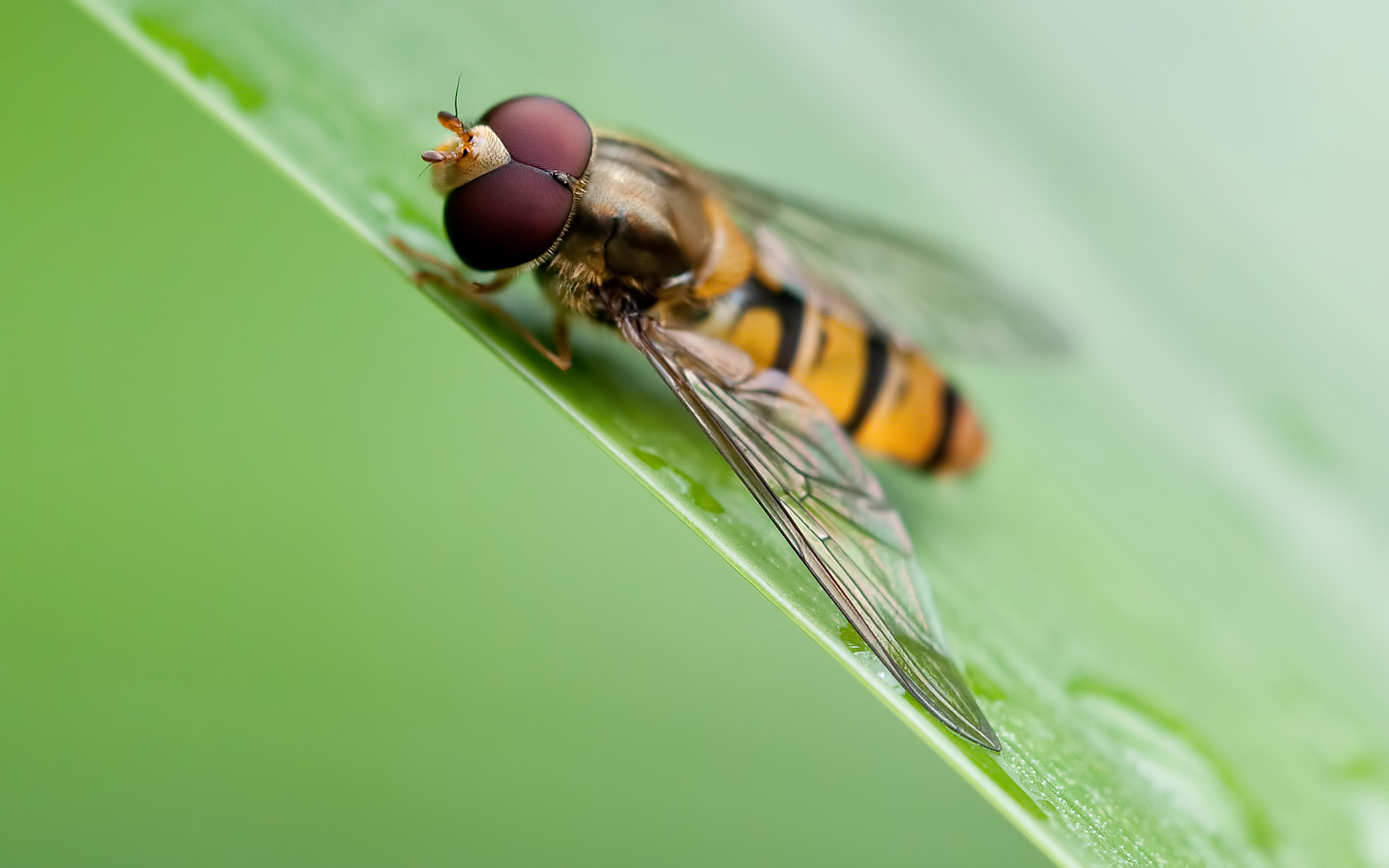 Animal Hoverfly 1920x1200