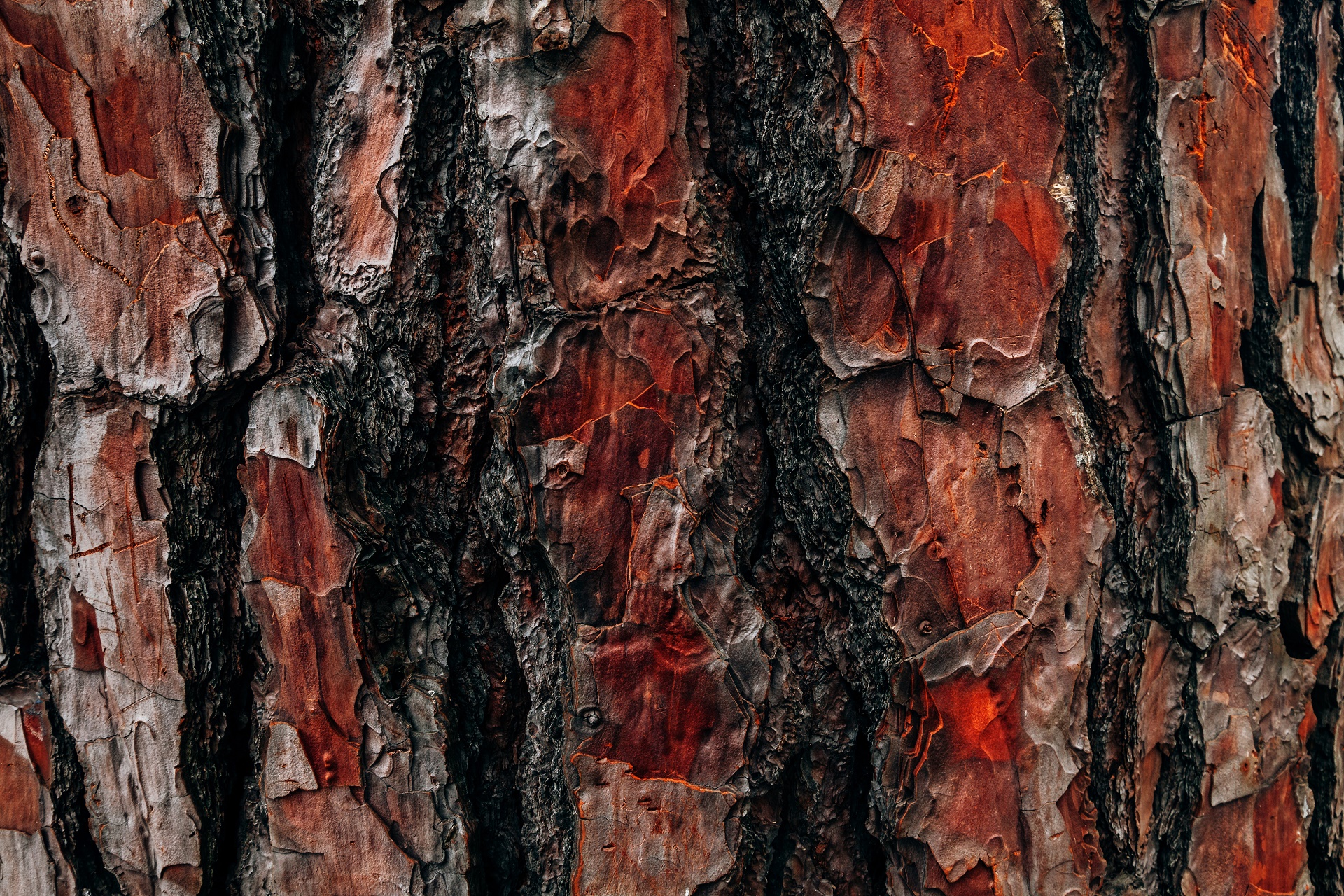 Bark Tree Close Up 1920x1280