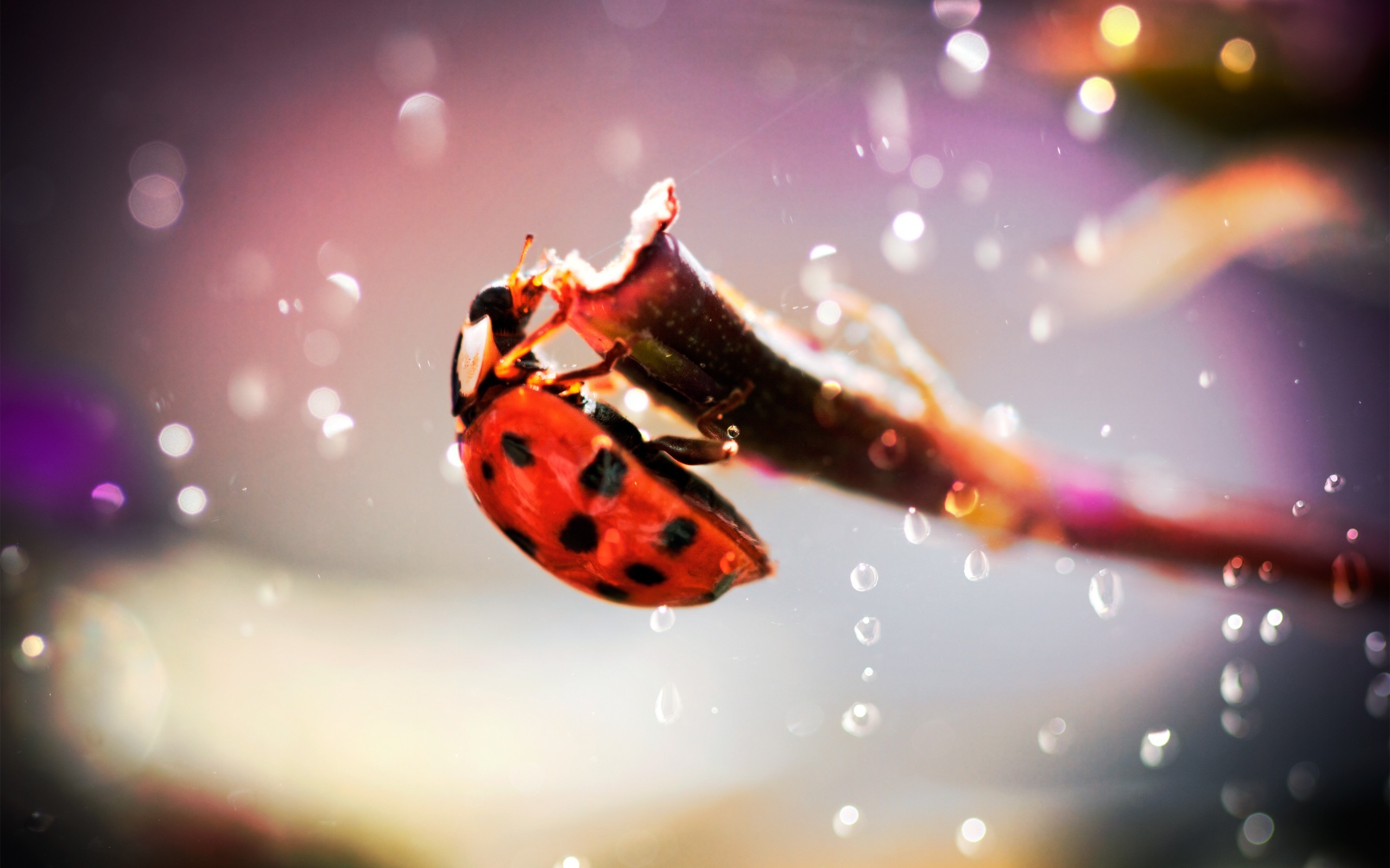 Macro Ladybugs Insect Animals 2560x1600