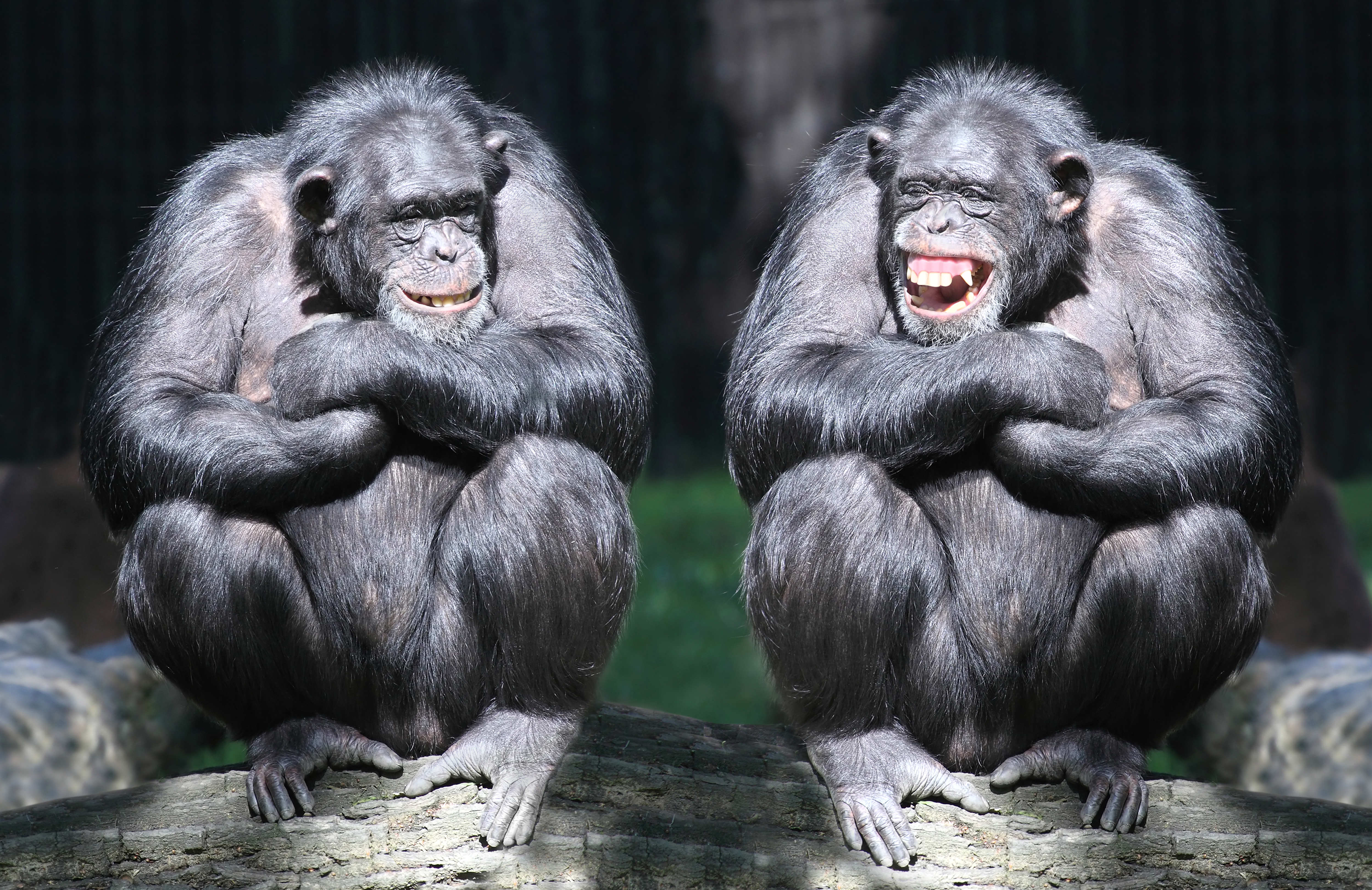Ape Bonobo Monkey Smile 4995x3240