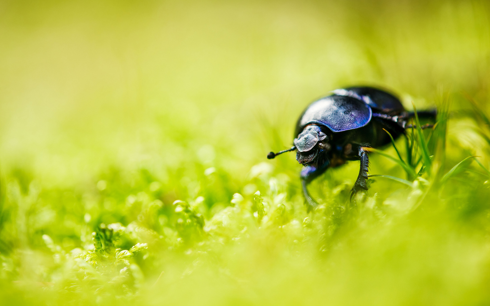 Grass Insect Nature Blur Bug Beetle 1920x1200