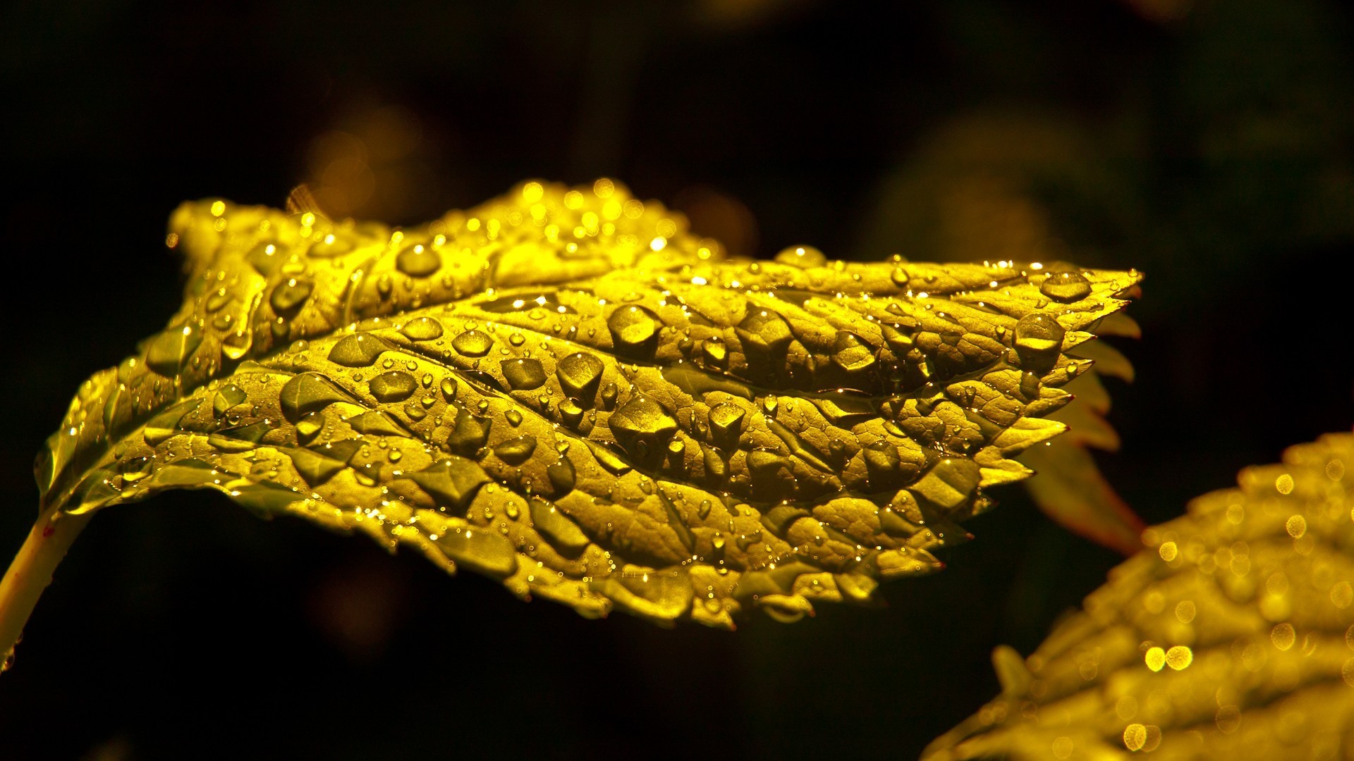 Nature Water Drops Plants Sheet Macro Leaves 1920x1080