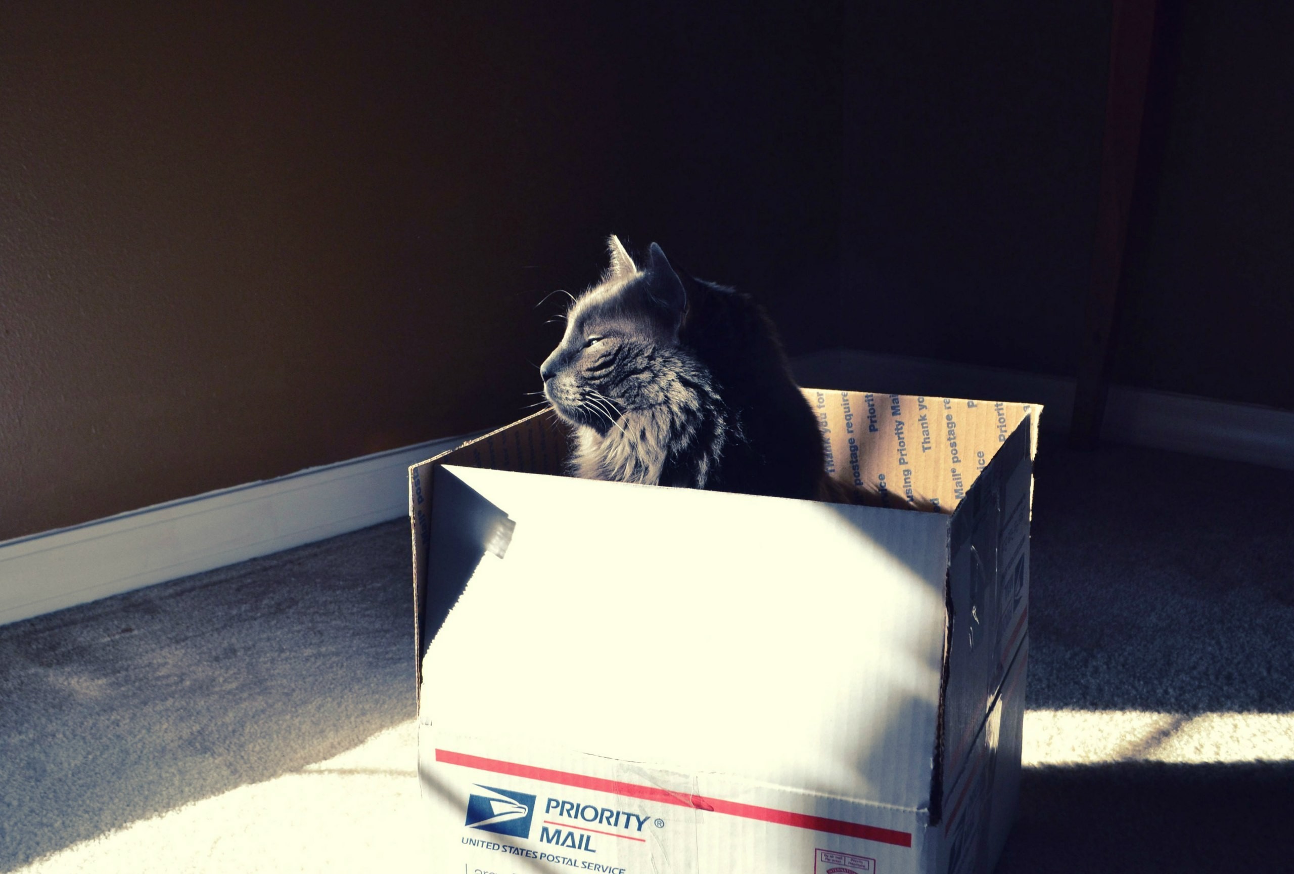 Cats Animals Sunlight Black Cats Boxes 2560x1728