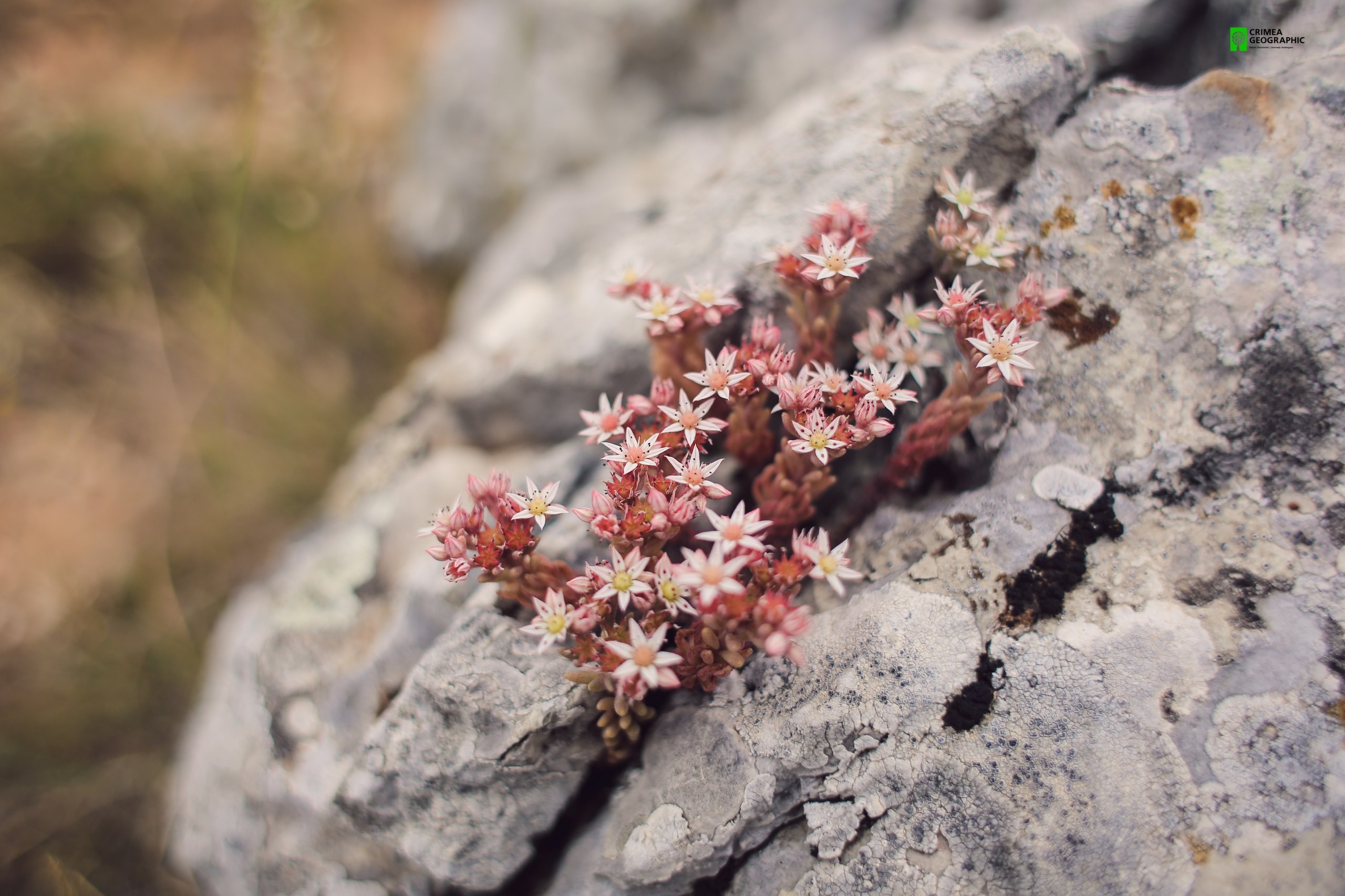 Crimea Nature Rocks Flowers Plants 2560x1706