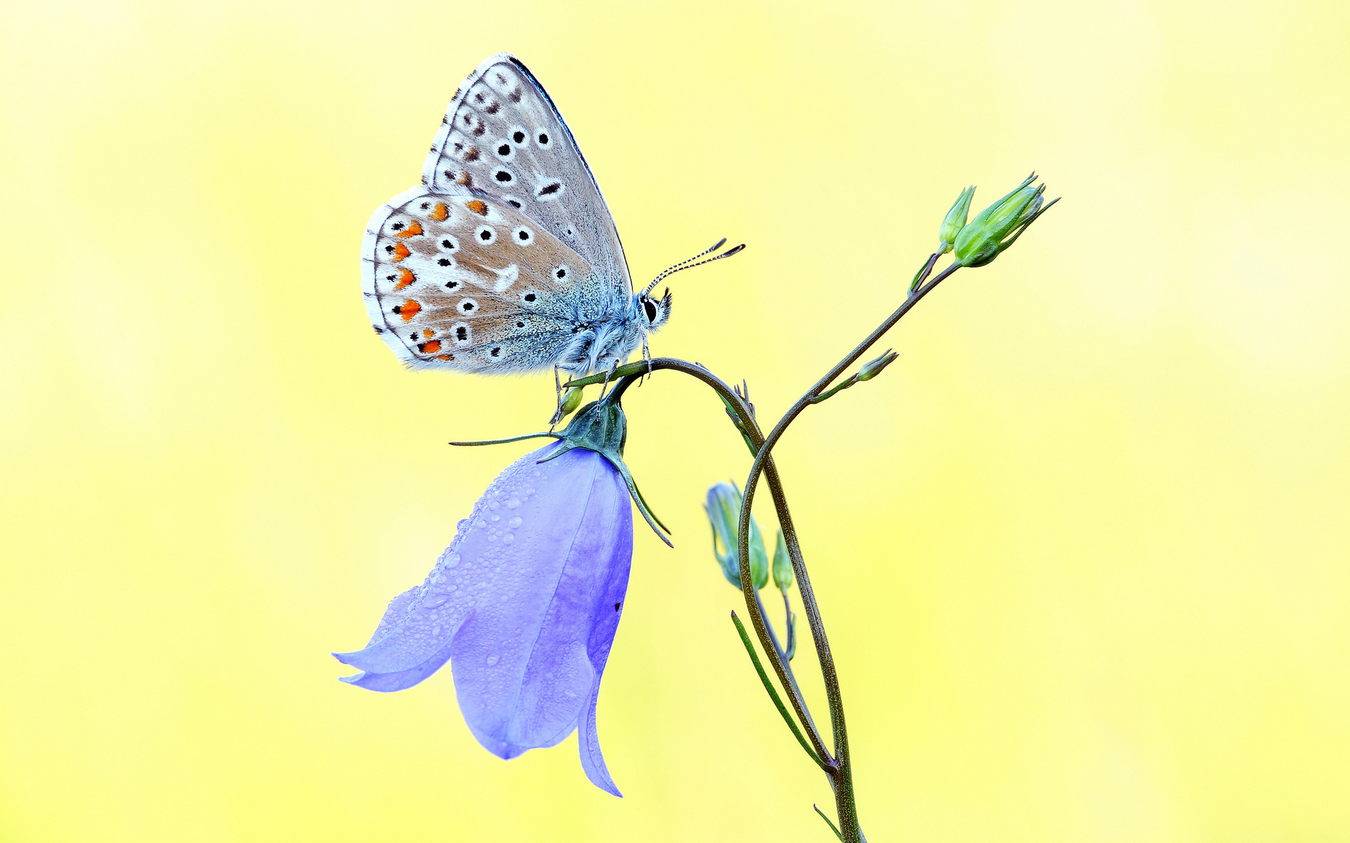 Animal Butterfly Flower Bellflower Macro Blue Flower 1920x1200