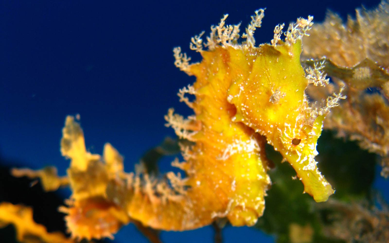 Seahorse 1600x1000