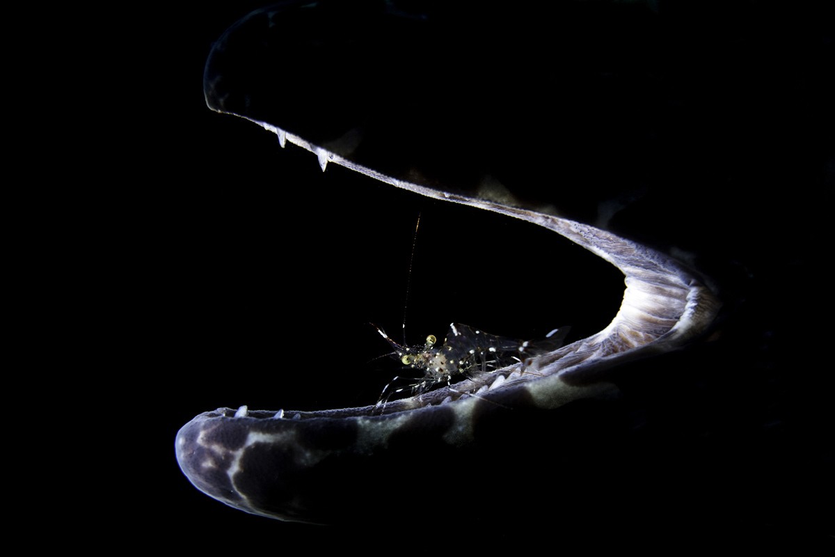 Sea Underwater Deep Sea Fish Photography Black Background Animals 1200x800