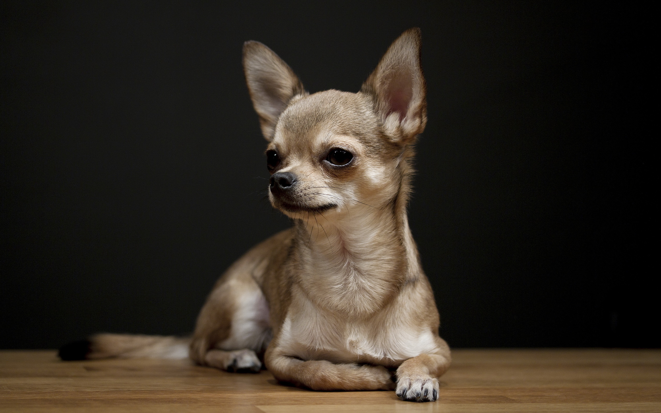 Chihuahua Dog 2560x1600