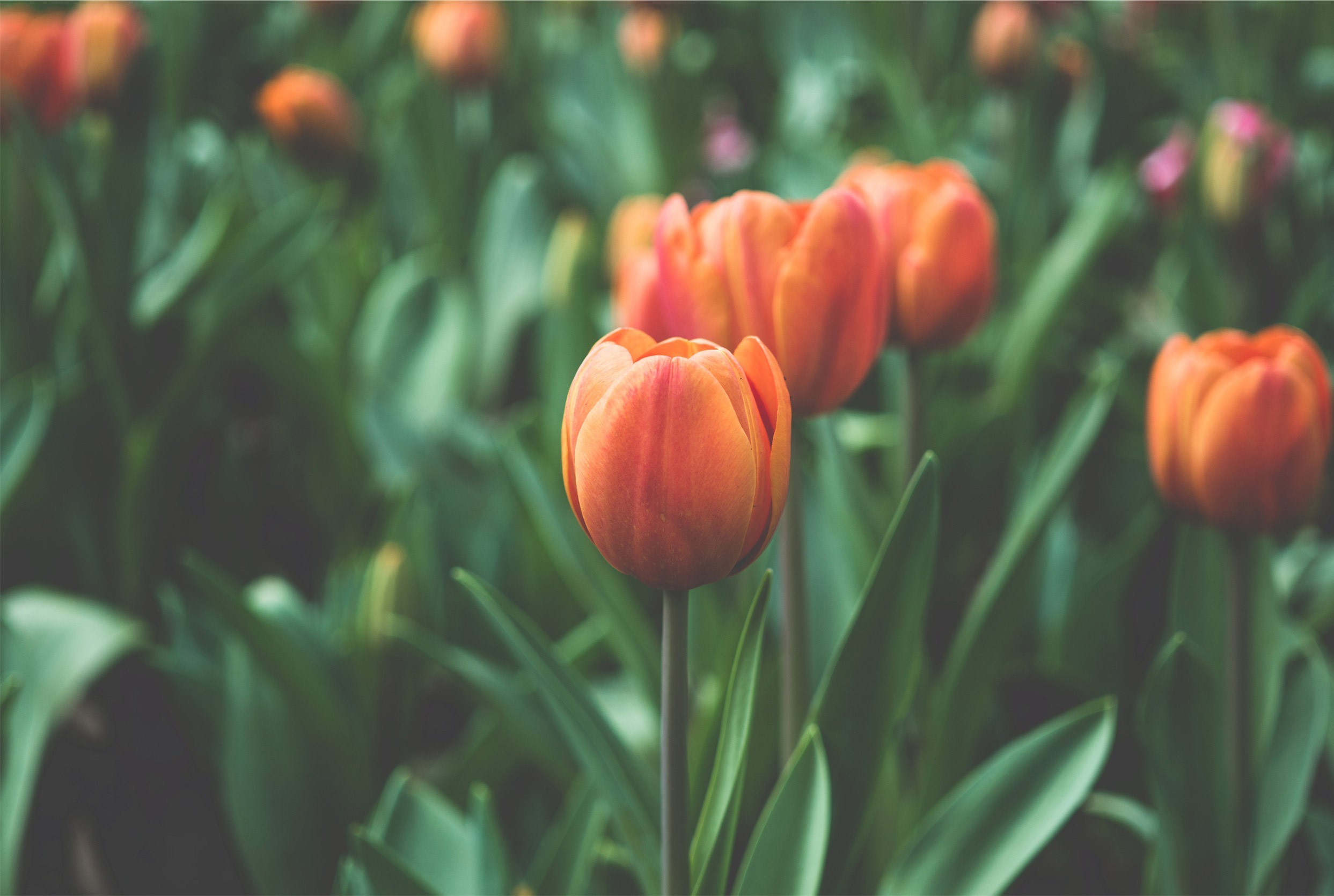 Flowers Orange Flowers Plants 2486x1670