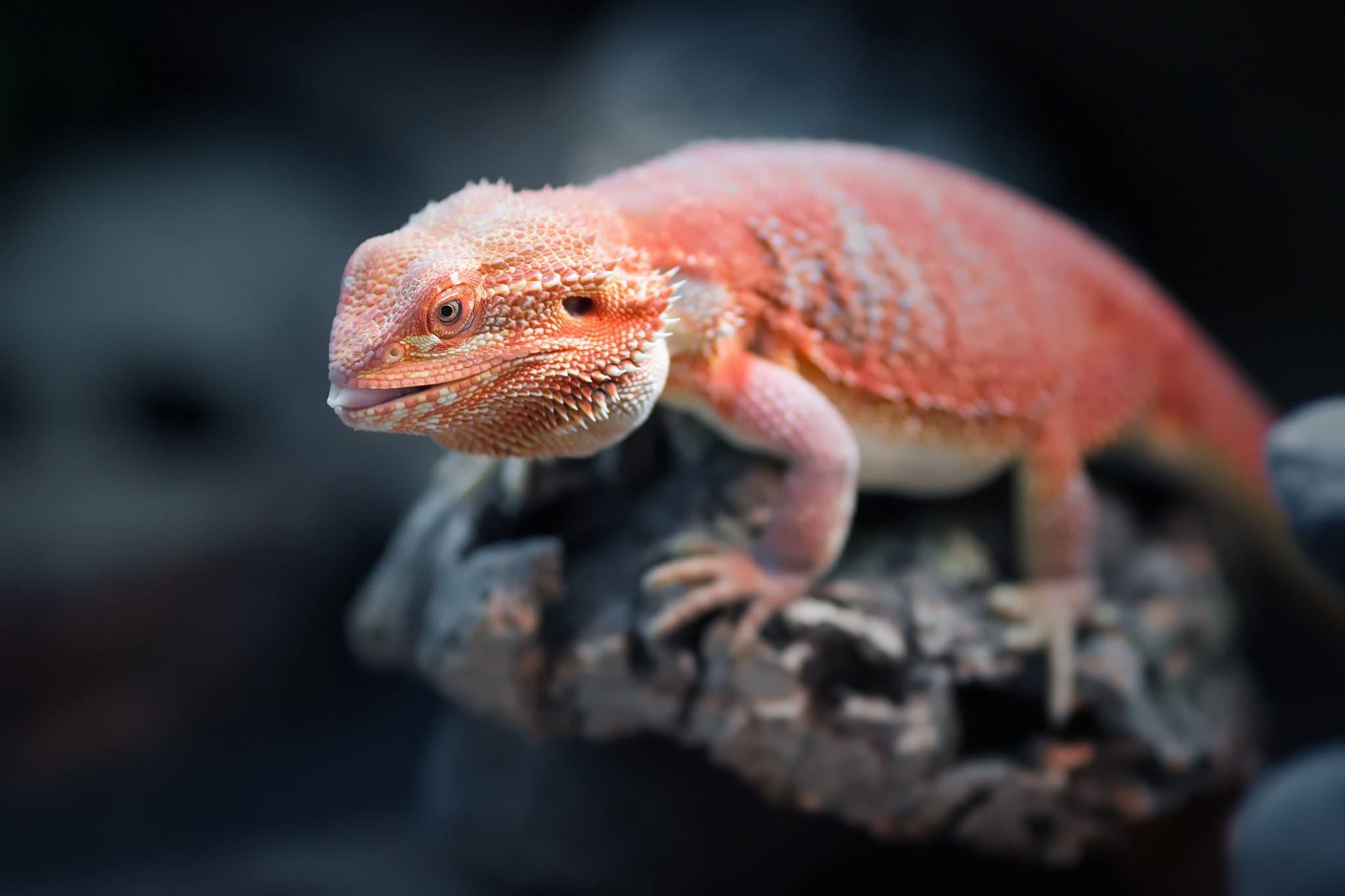Animals Reptiles Blurred Orange Bearded Dragon 2048x1365
