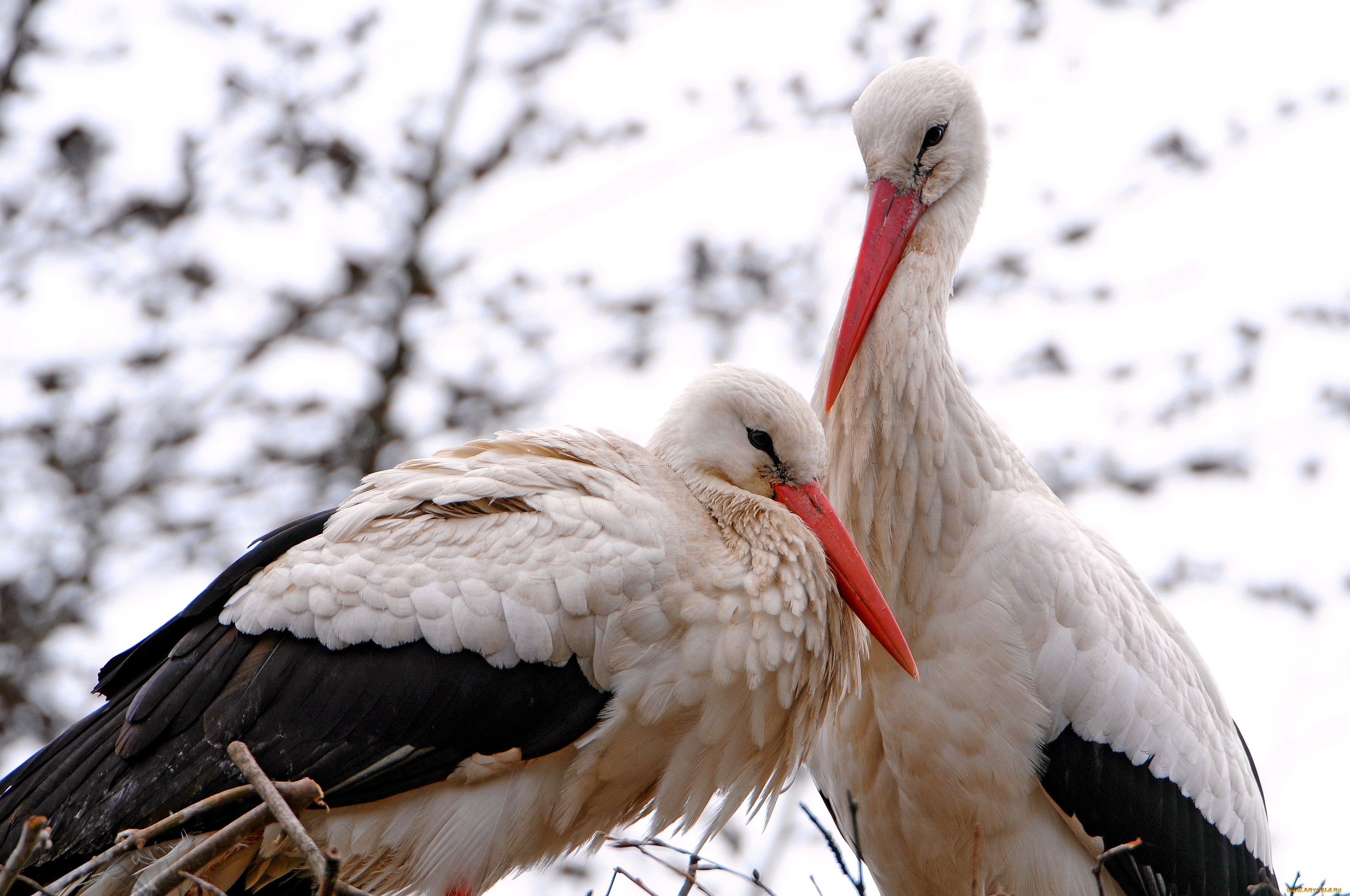 Animal White Stork 3200x2125