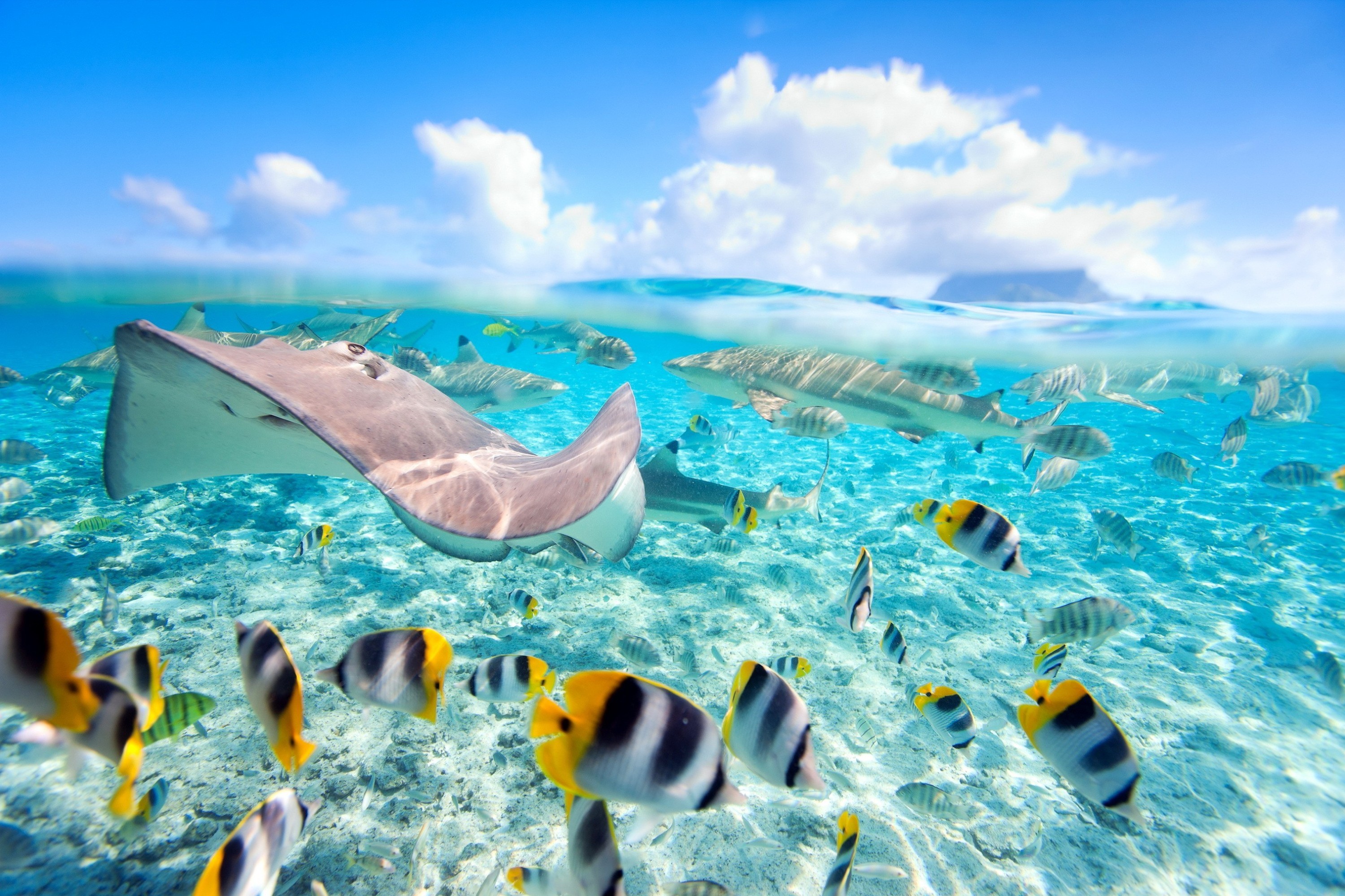 Fish Stingray Shark Underwater Reef 3000x2000