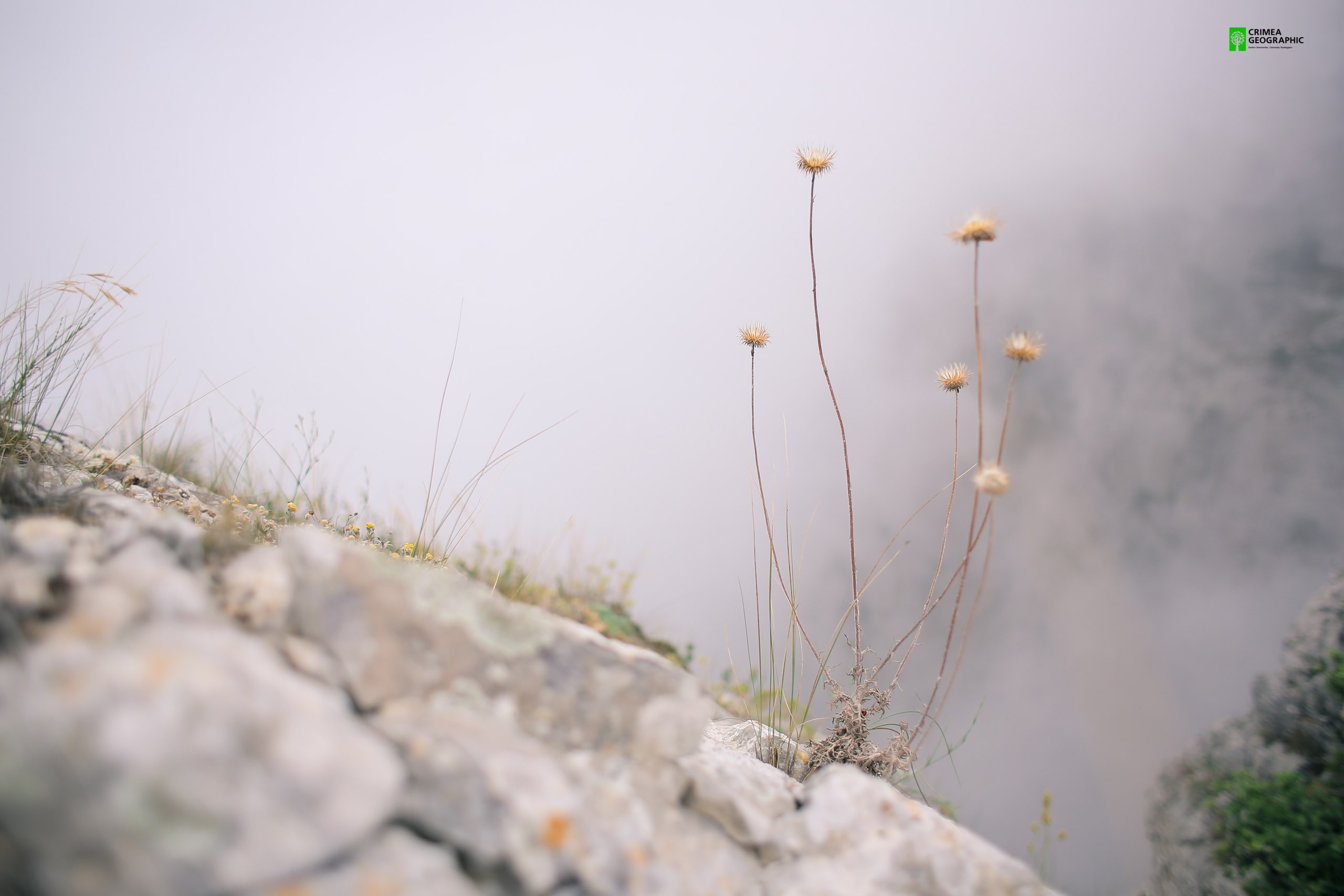 Crimea Nature Rocks Plants Thistles 2560x1706