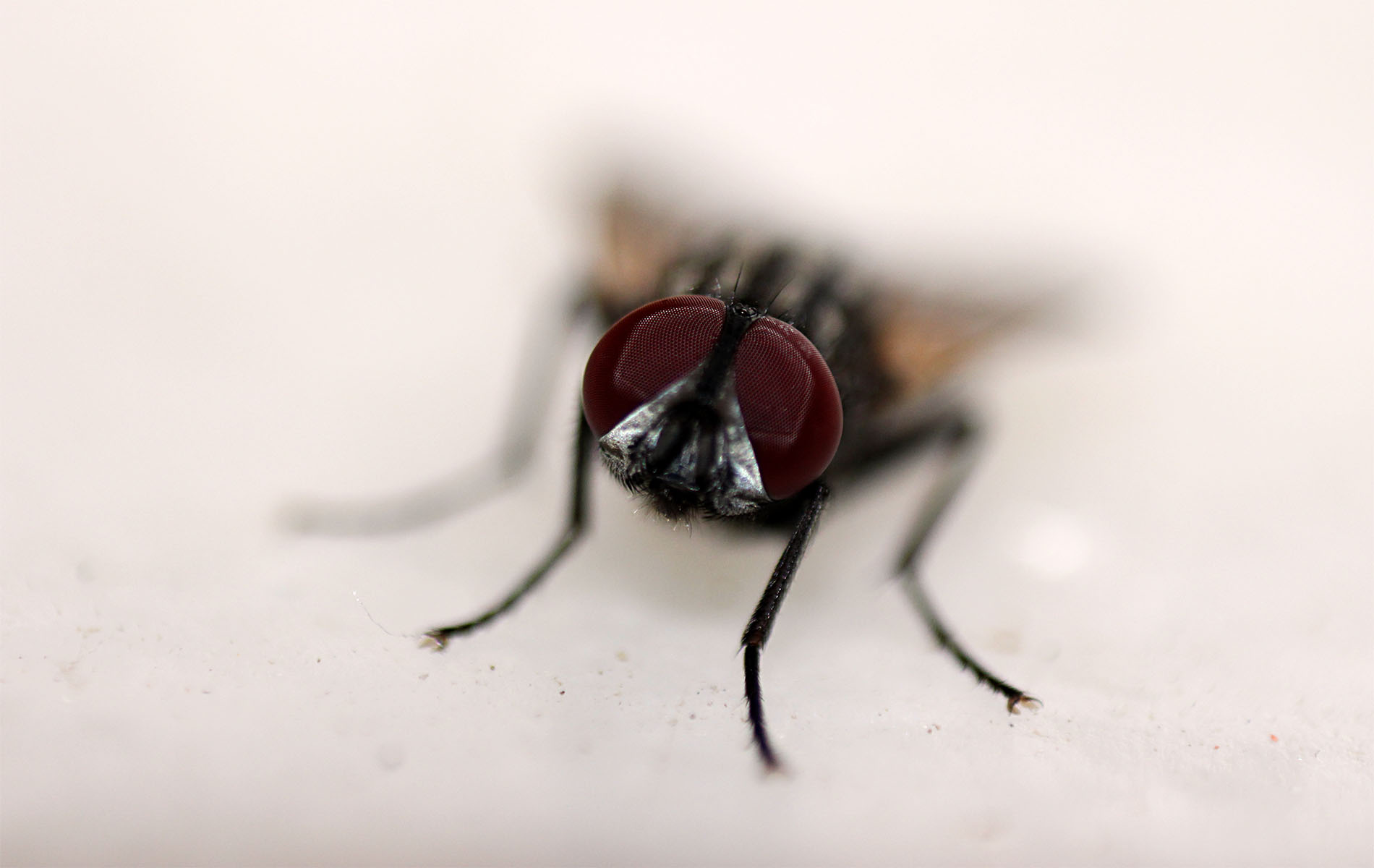 Insect Macro Reverse Lens Flies 1900x1200