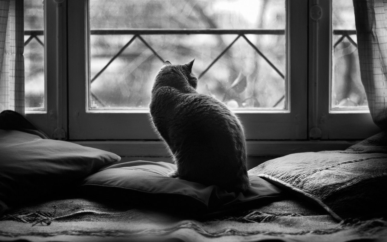 Cats Cushions Monochrome Window Animals 1280x800