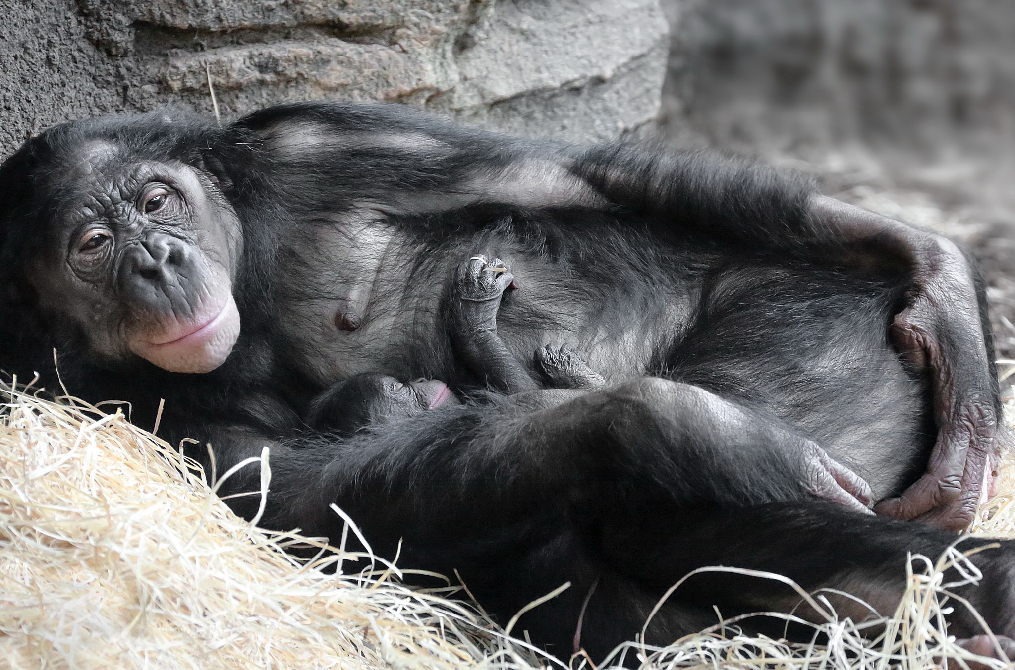 Apes Baby Animals Mother Sleeping Mammals Smiling Animals 2048x1352