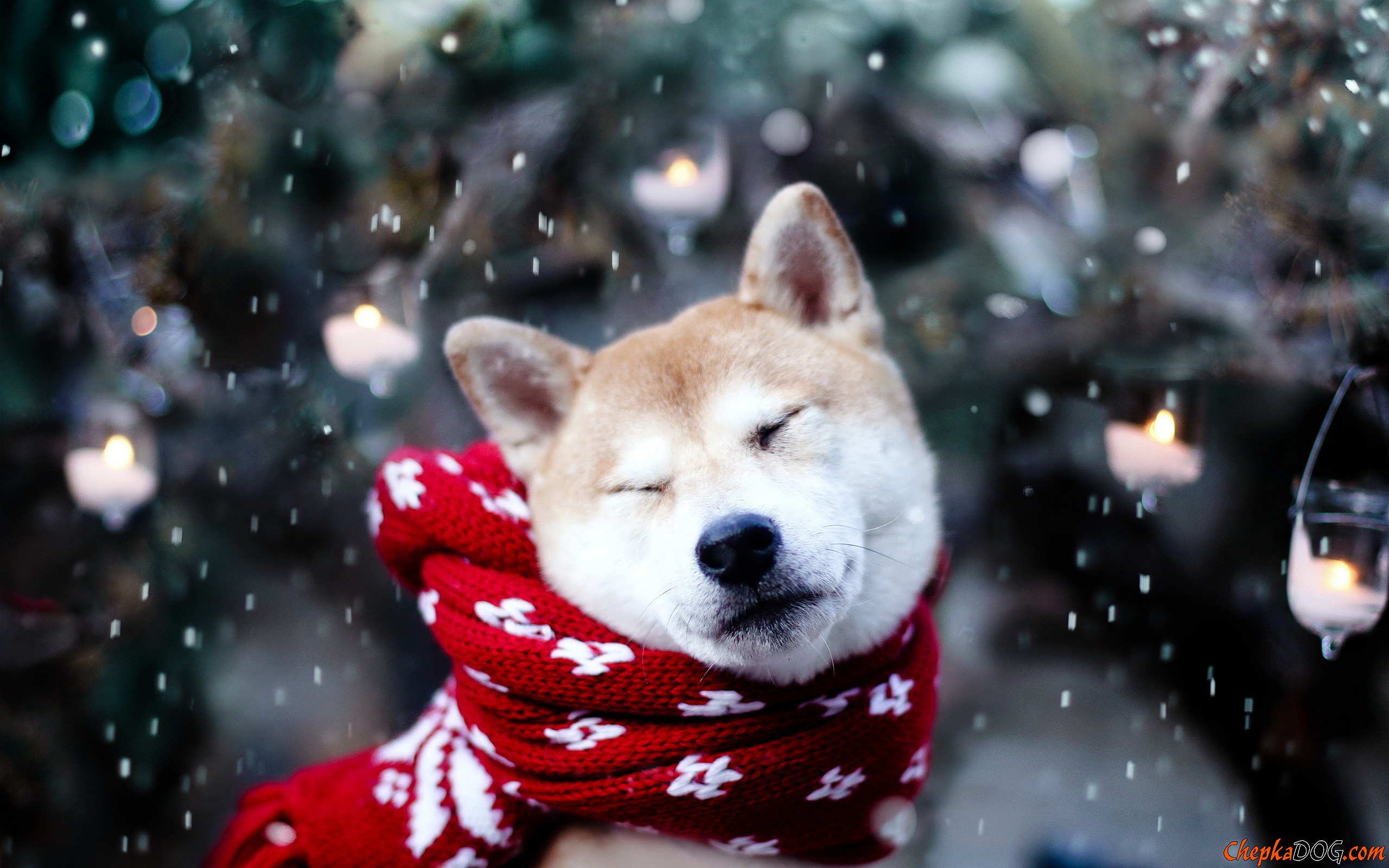 Dog Shiba Inu Snow Animals Good Boy 2560x1600