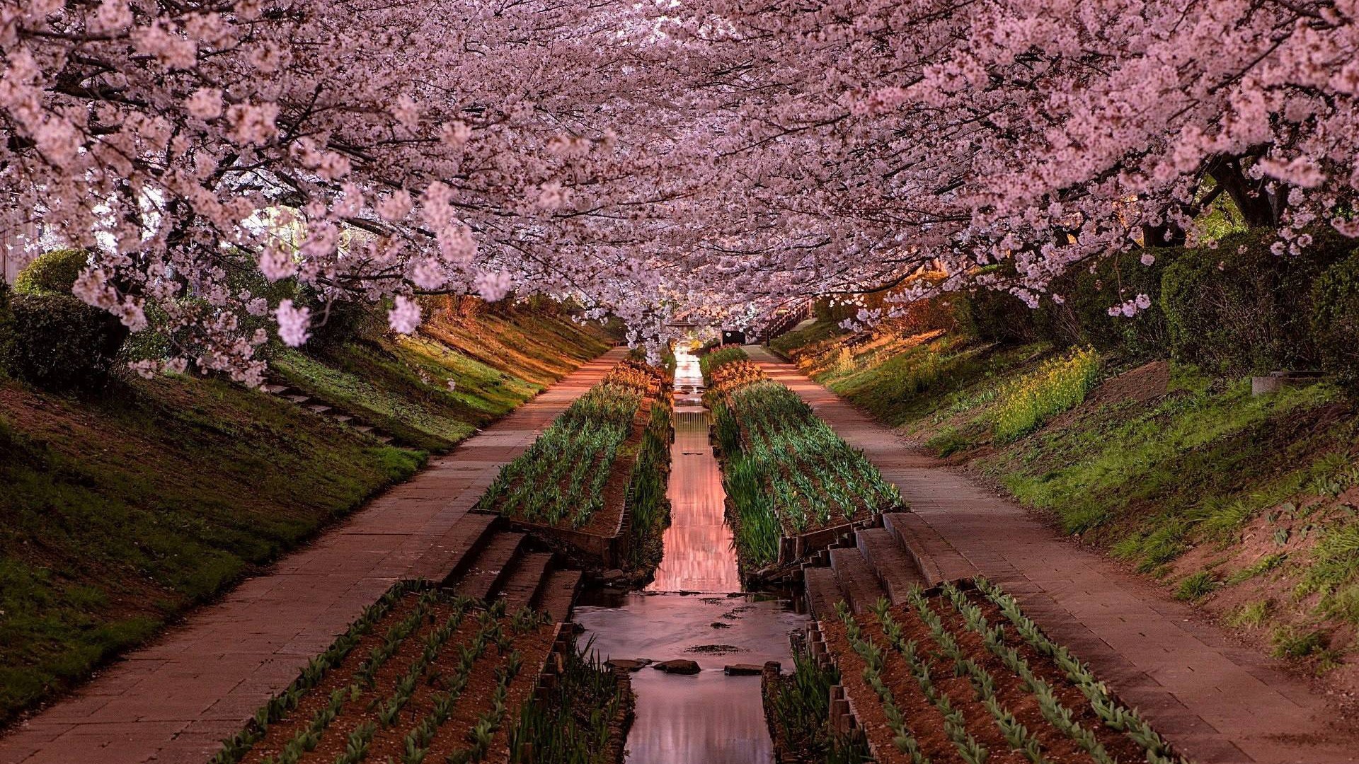 Japan Yokohama Cherry Blossom Garden 1920x1080