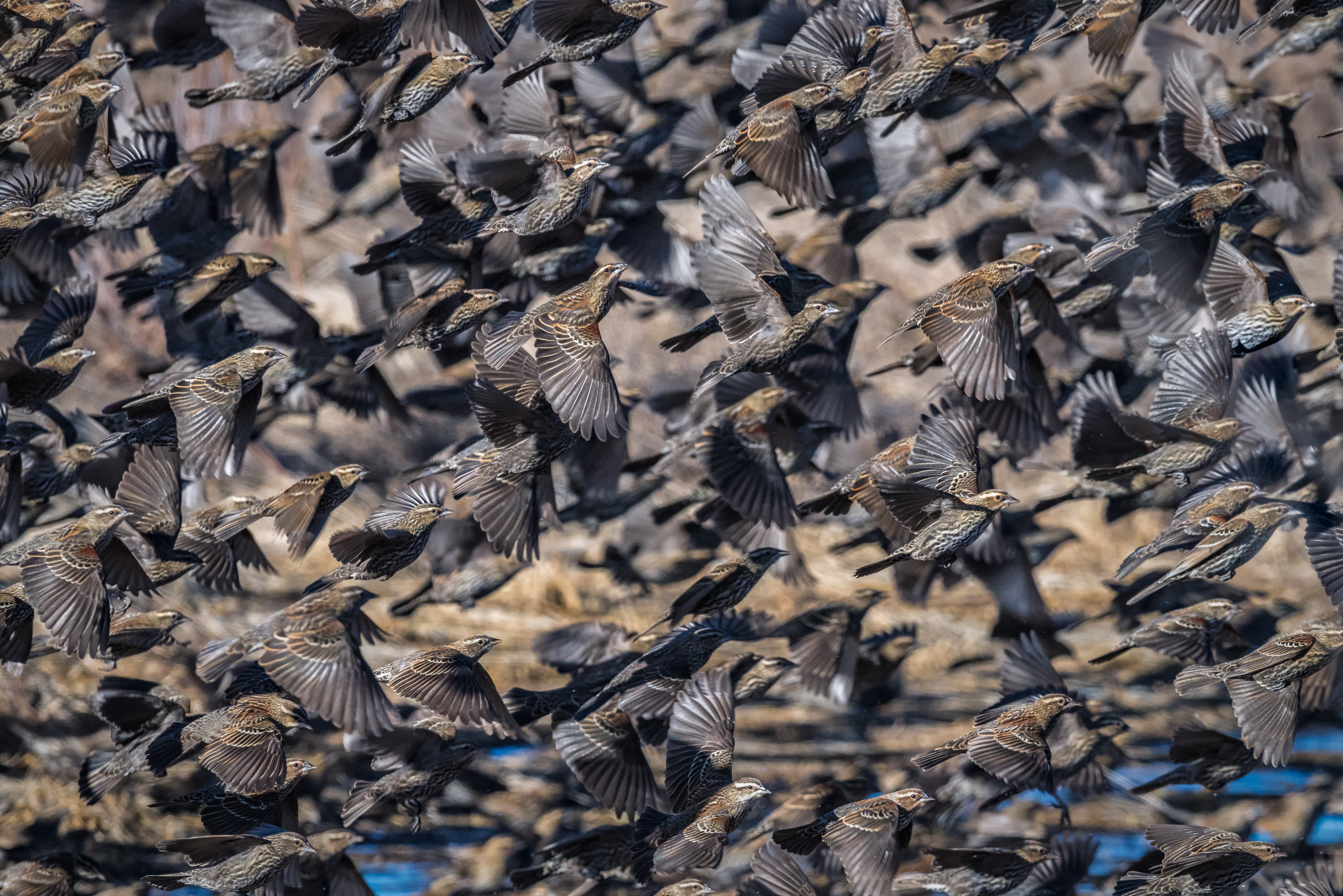 Blackbird Flock Of Birds Flight 5640x3764