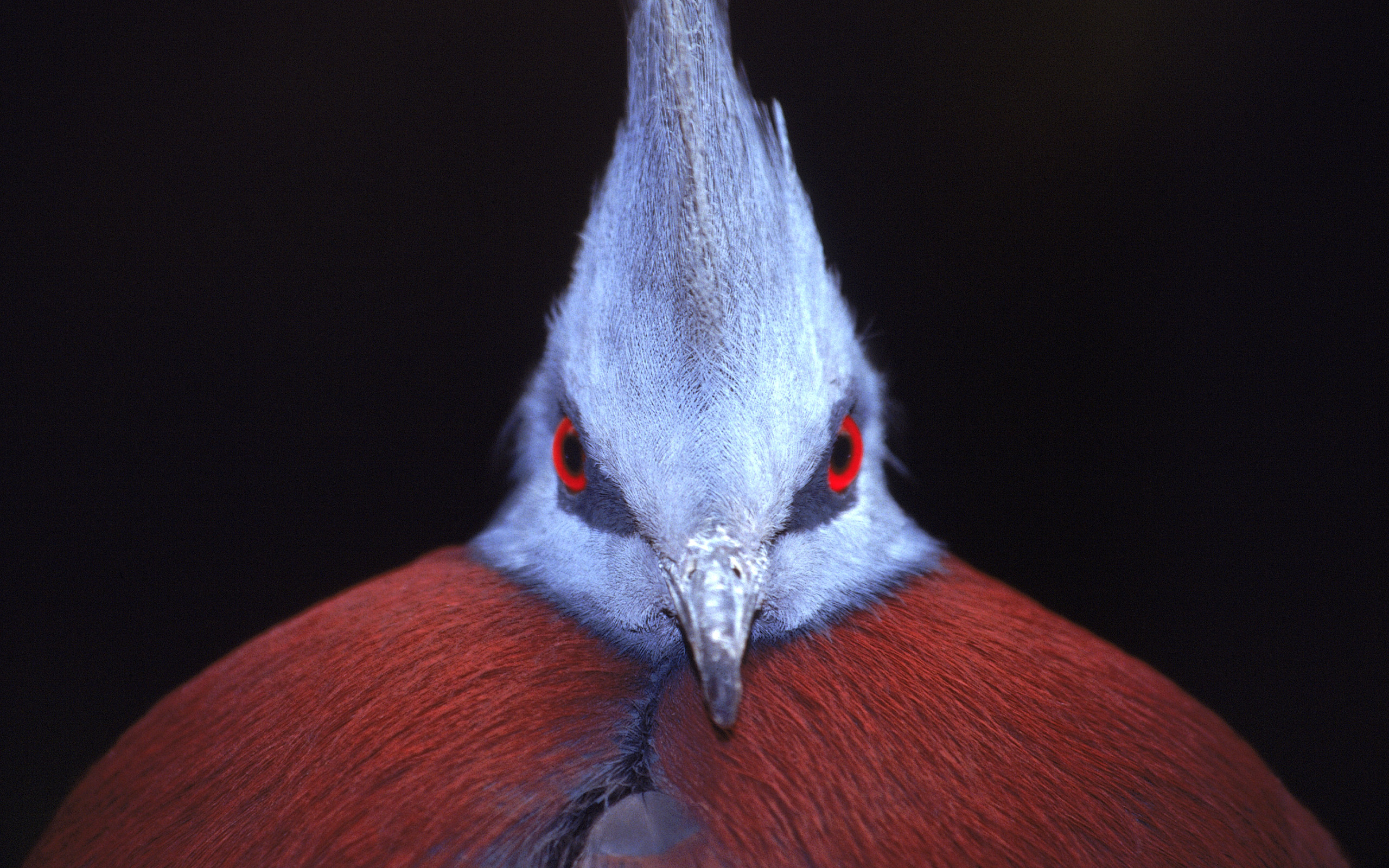 Animal Victoria Crowned Pigeon 2560x1600