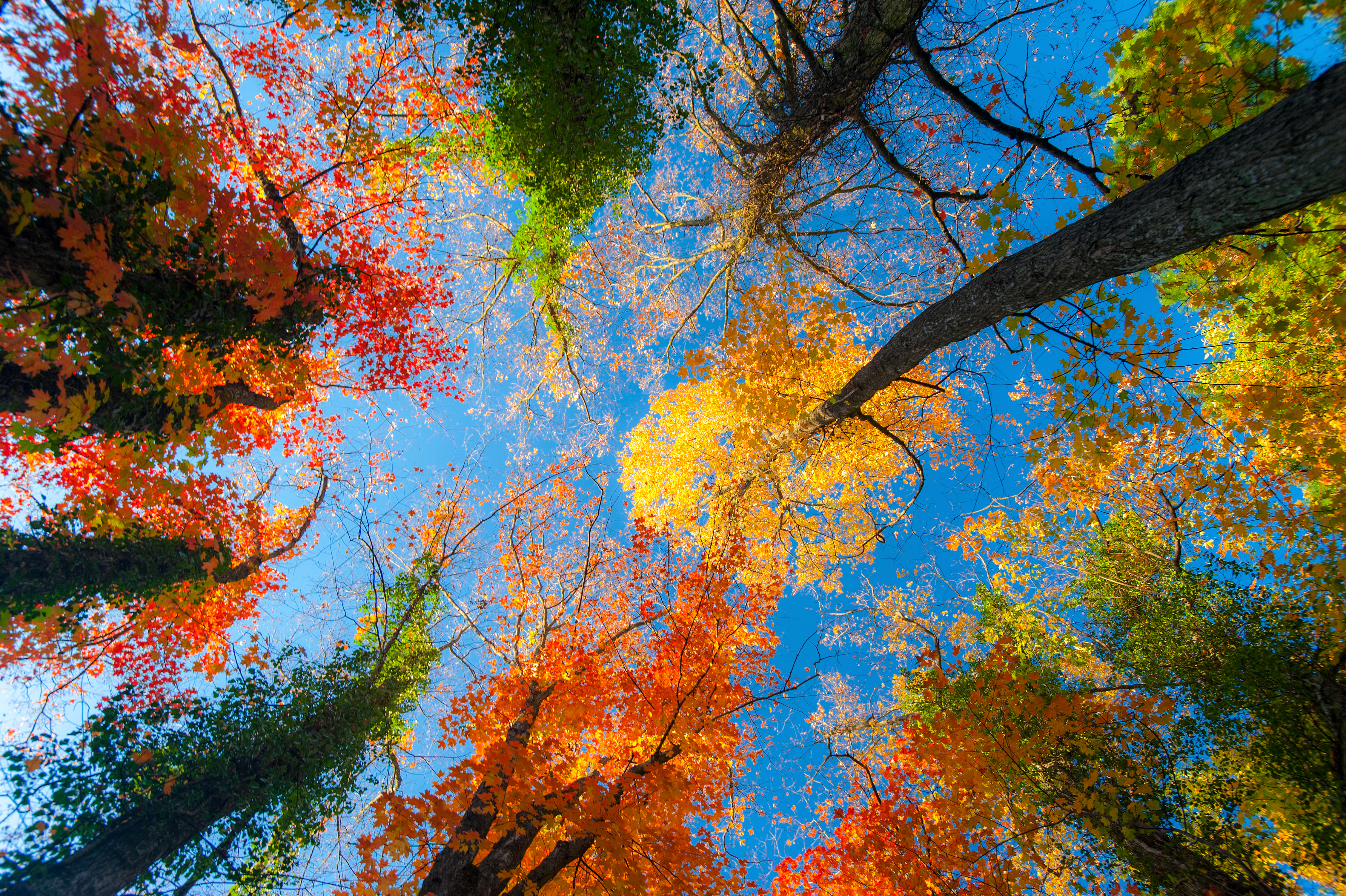 Fall Nature Tree Treetops 4508x3000