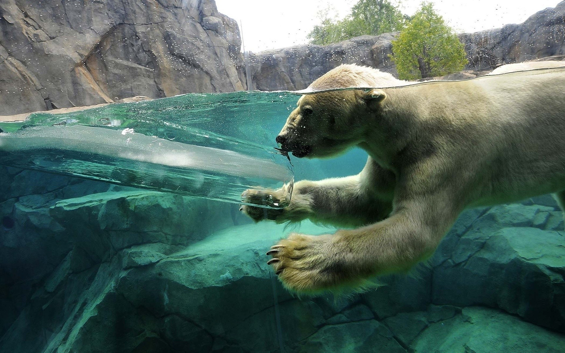 Polar Bears Animals Ice Split View Swimming 1920x1200