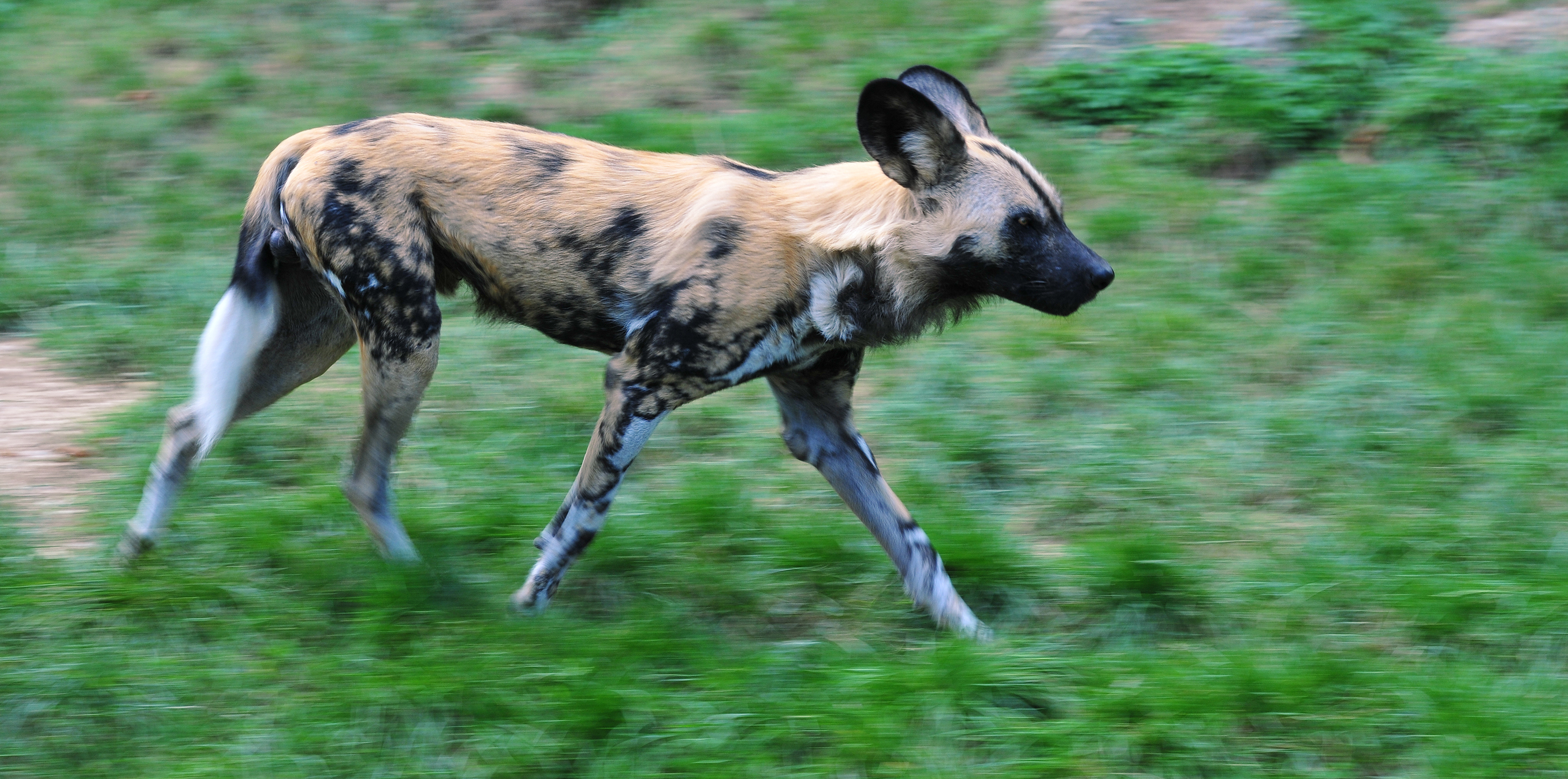 Wild Dog Animal Wildlife Africa 2715x1349