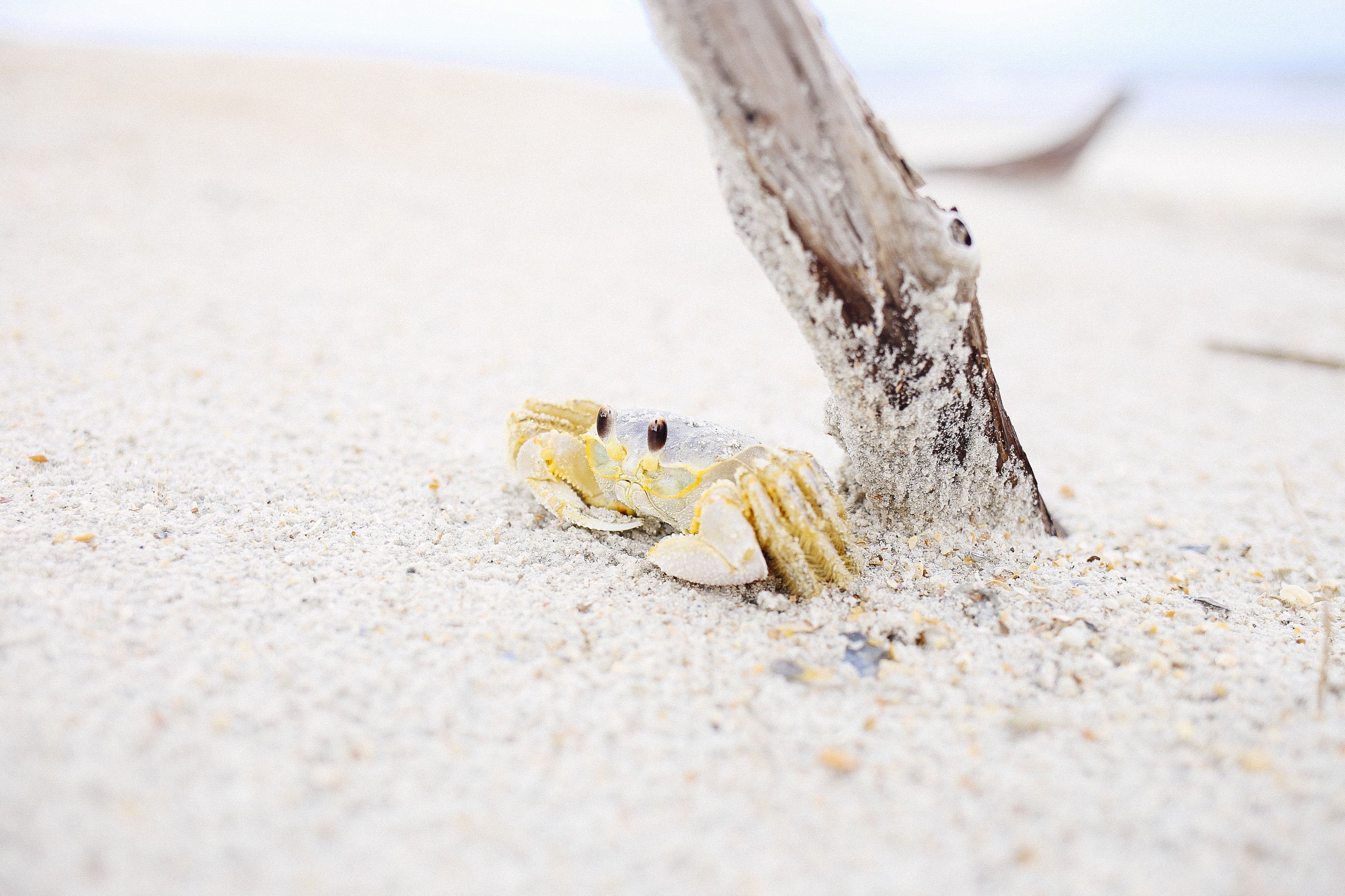 Nature Sand Animals Crabs 2736x1824