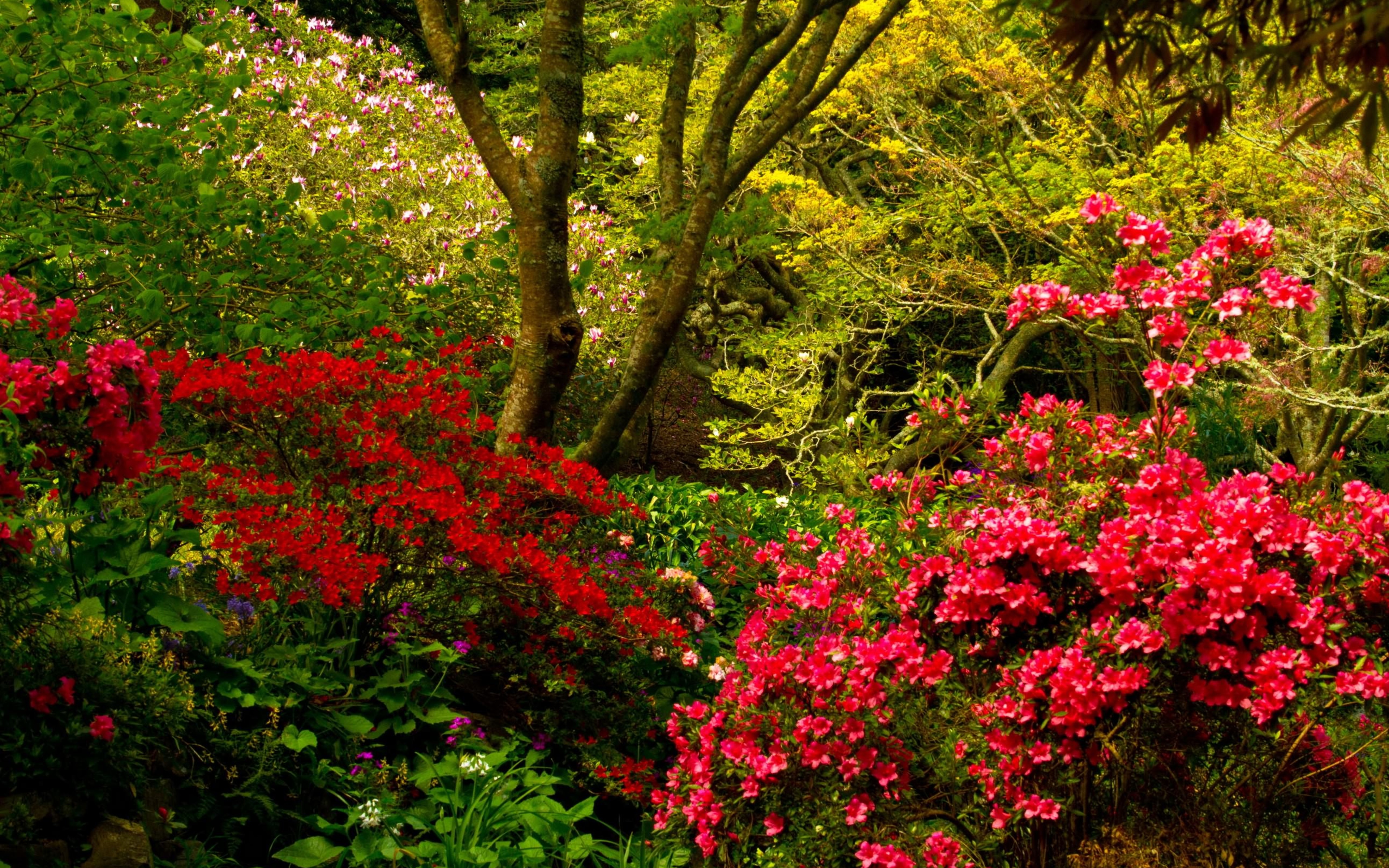 Garden Tree Shrub Colors Flower Pink Flower 5120x3200