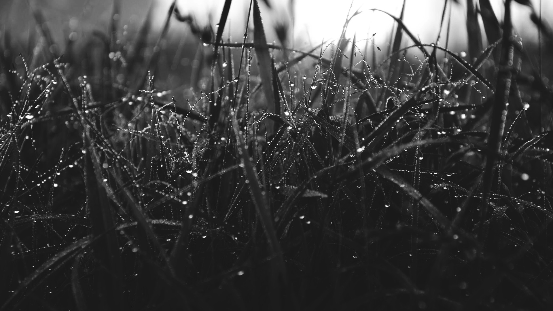 Monochrome Plants Photography Water Drops Morning Justyna Ferska 1920x1080