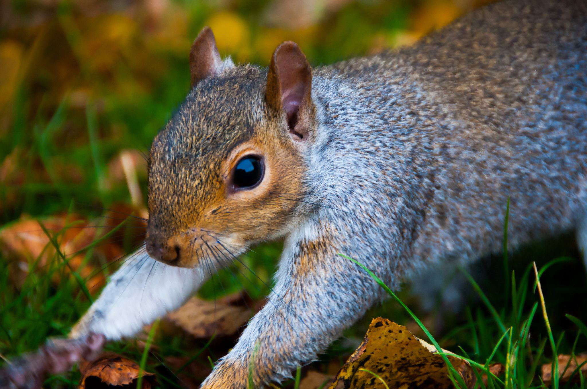 London England Squirrel Animal Cute Park Hyde Park Acorn Wildlife Fall Nature 2048x1360