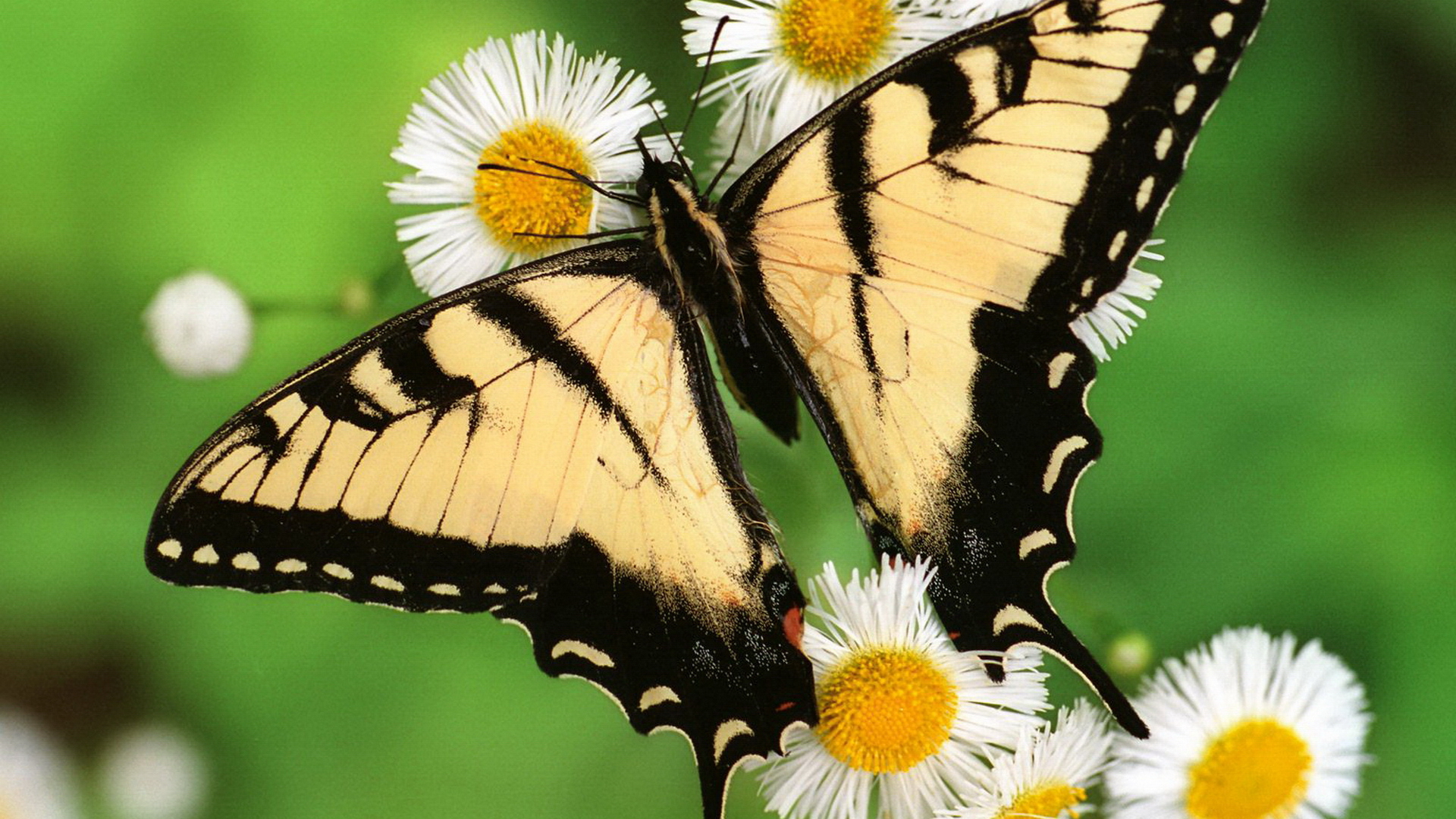 Swallowtail Butterfly Butterfly Daisy 1920x1080